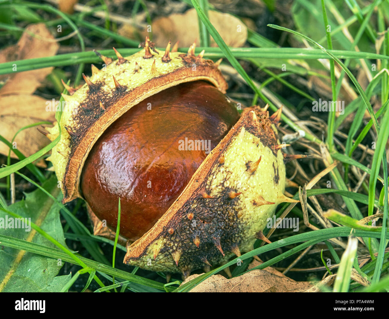 Chestnut Peels High Resolution Stock Photography and Images - Alamy