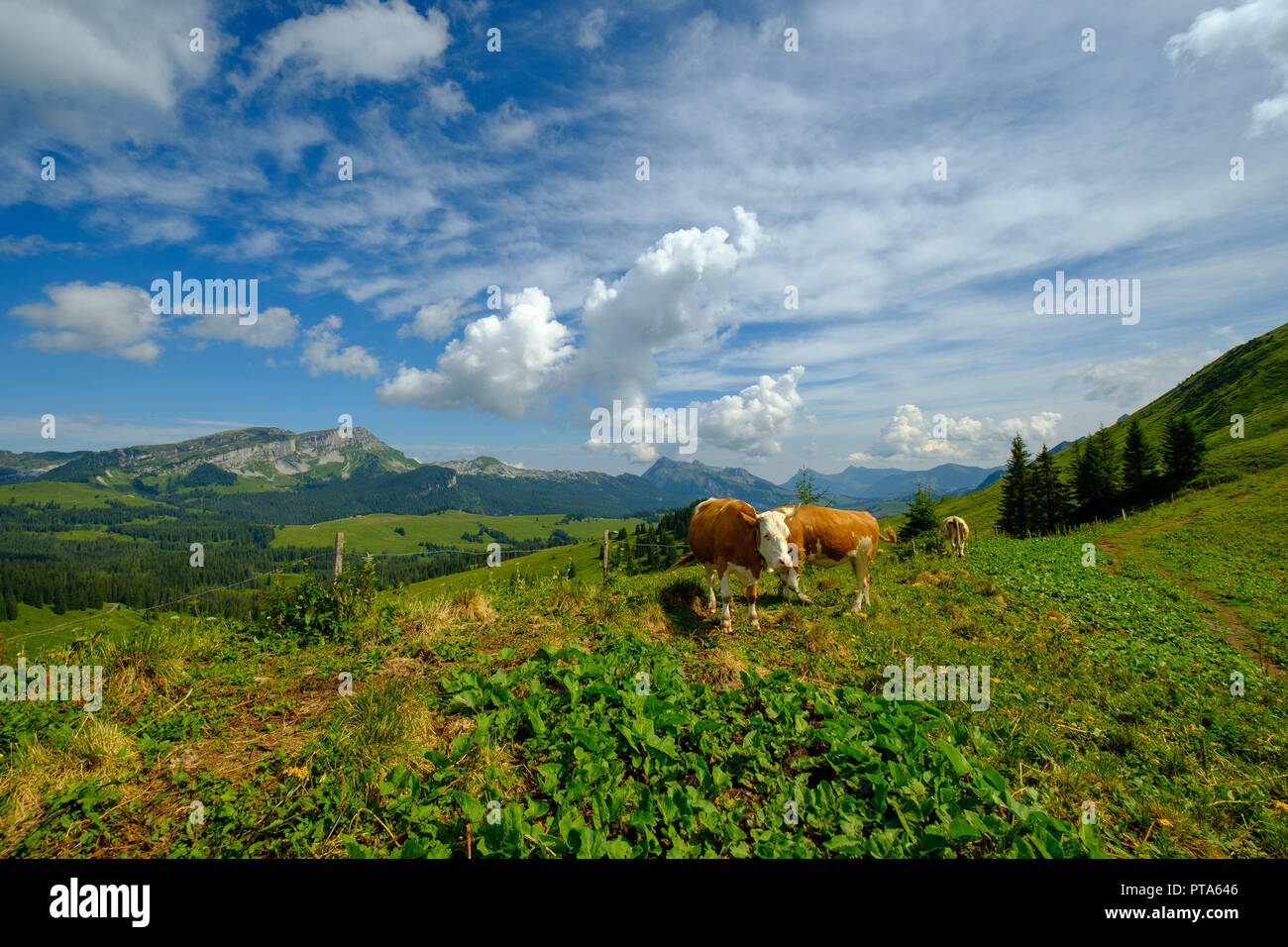 Small herd of cows graze in the Alpine meadow Stock Photo - Alamy