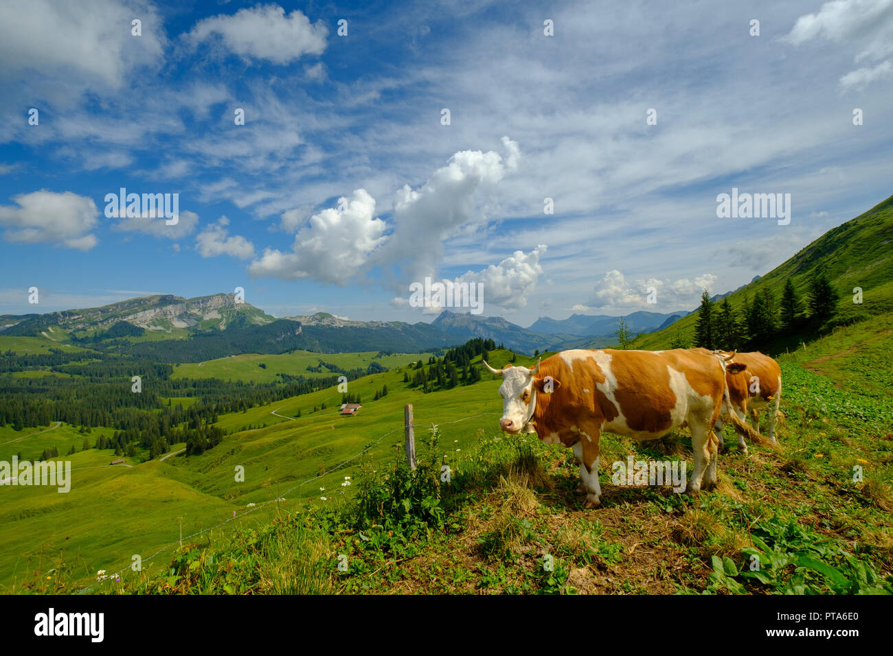 Small herd of cows graze in the Alpine meadow Stock Photo - Alamy