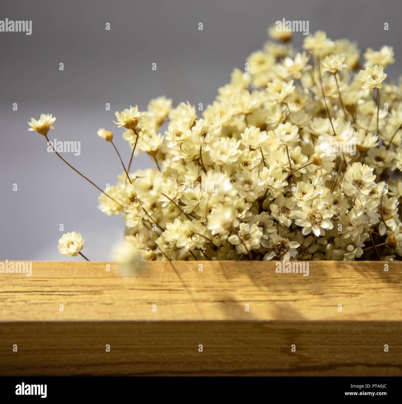 Dried white flowers with wood on grey background Stock Photo - Alamy