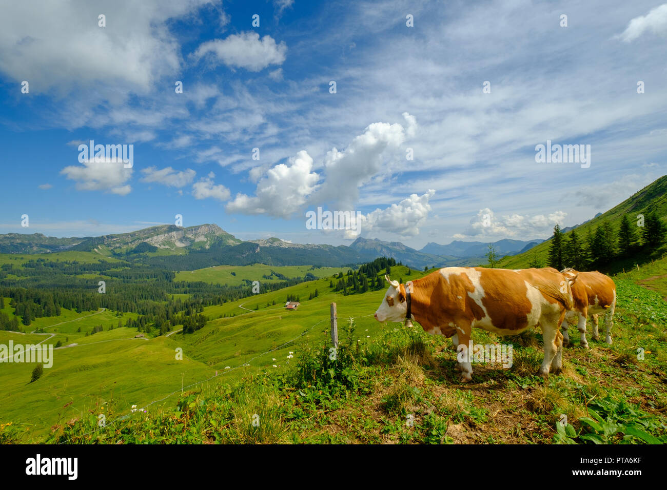 Small herd of cows graze in the Alpine meadow Stock Photo - Alamy