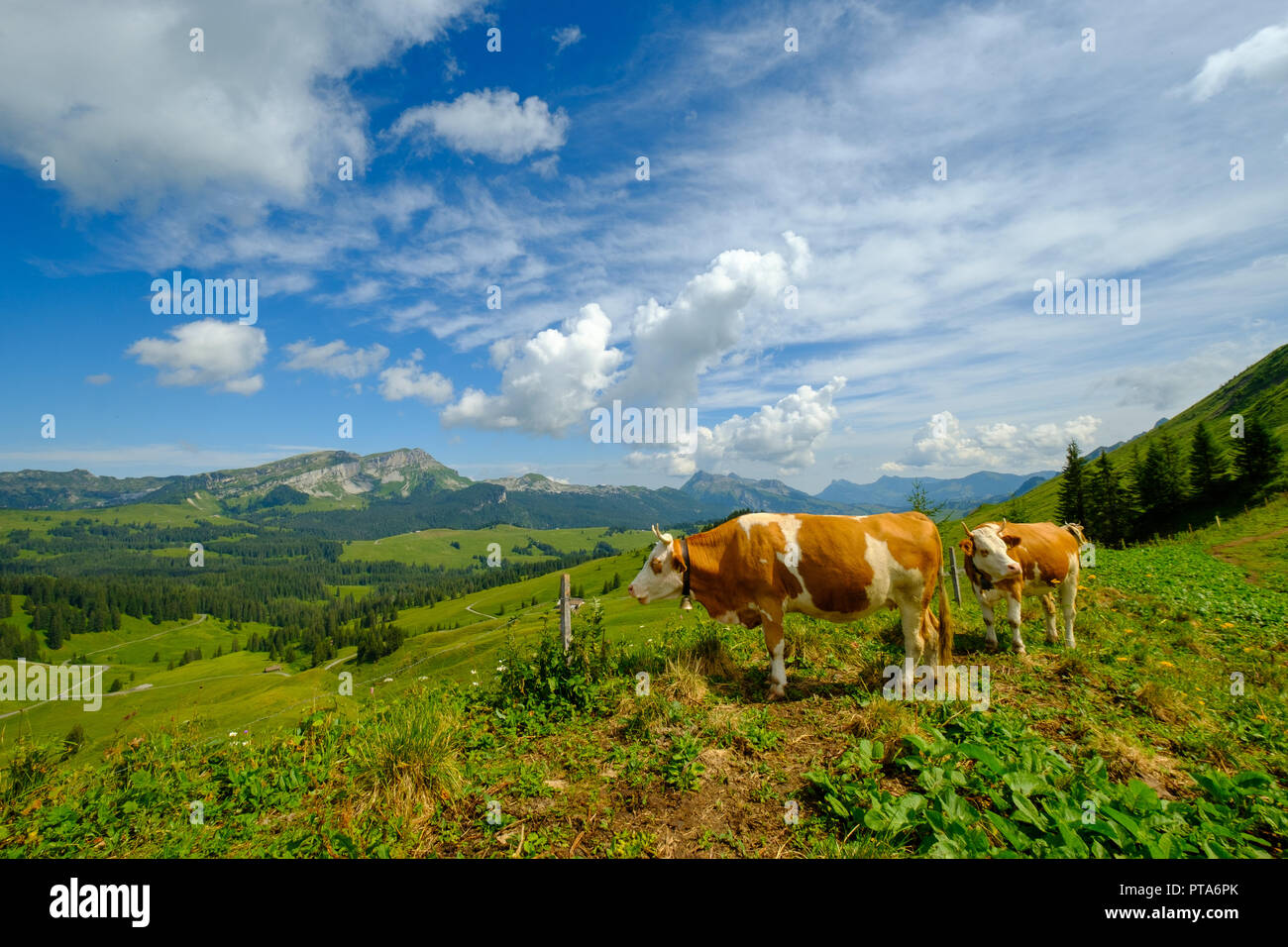 Small herd of cows graze in the Alpine meadow Stock Photo - Alamy