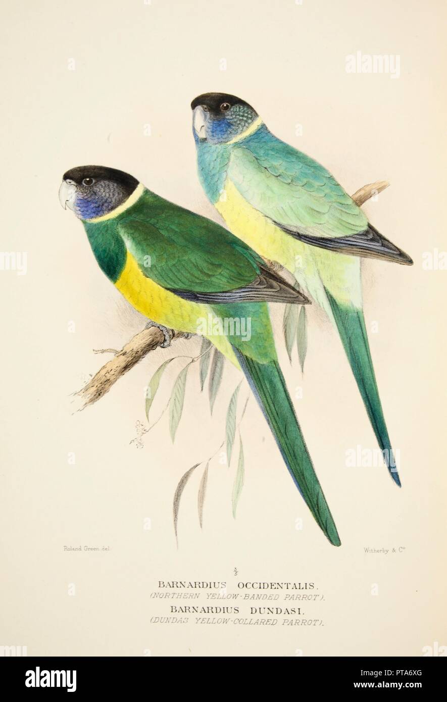 Northern Yellow Banded Parrot and Dundas Yellow Collared Parrot, pub. 1916 (hand coloured engraving) Creator: Roland Green (1896 - 1972). Stock Photo