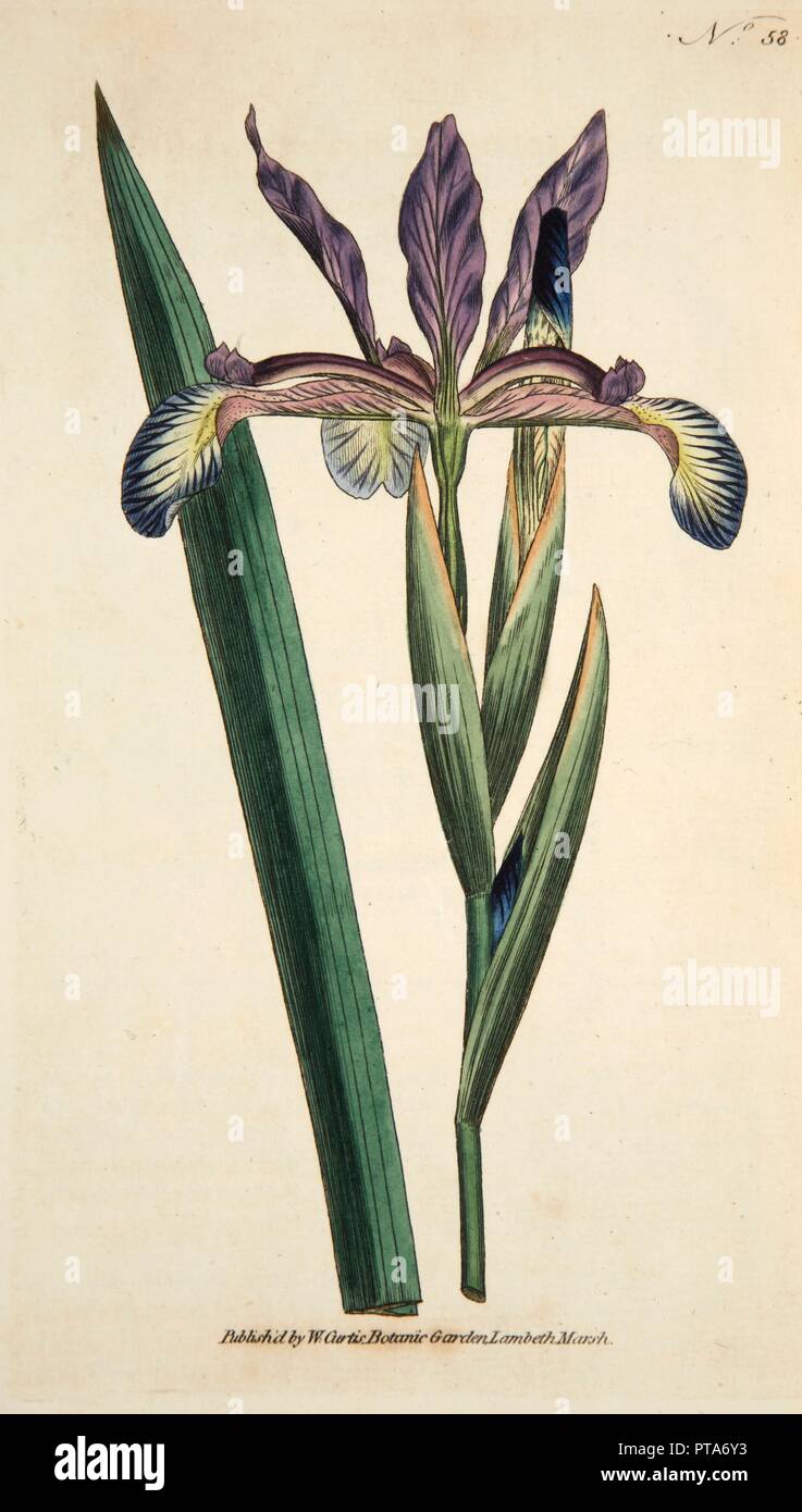 Iris Spuria (Spurios Iris), pub. 1790 (hand coloured engraving). Creator: English School (18th Century). Stock Photo