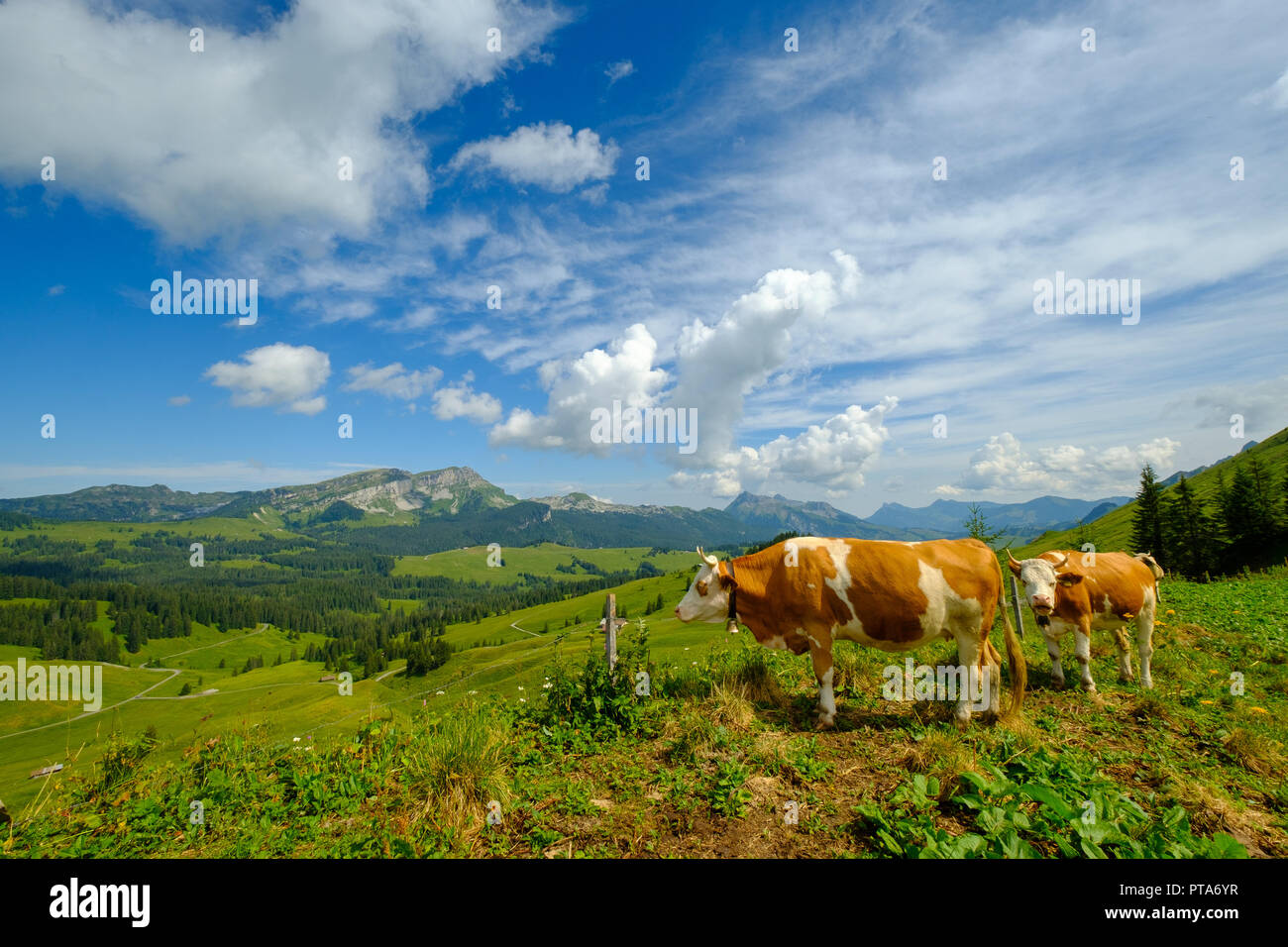 Small herd of cows graze in the Alpine meadow Stock Photo - Alamy