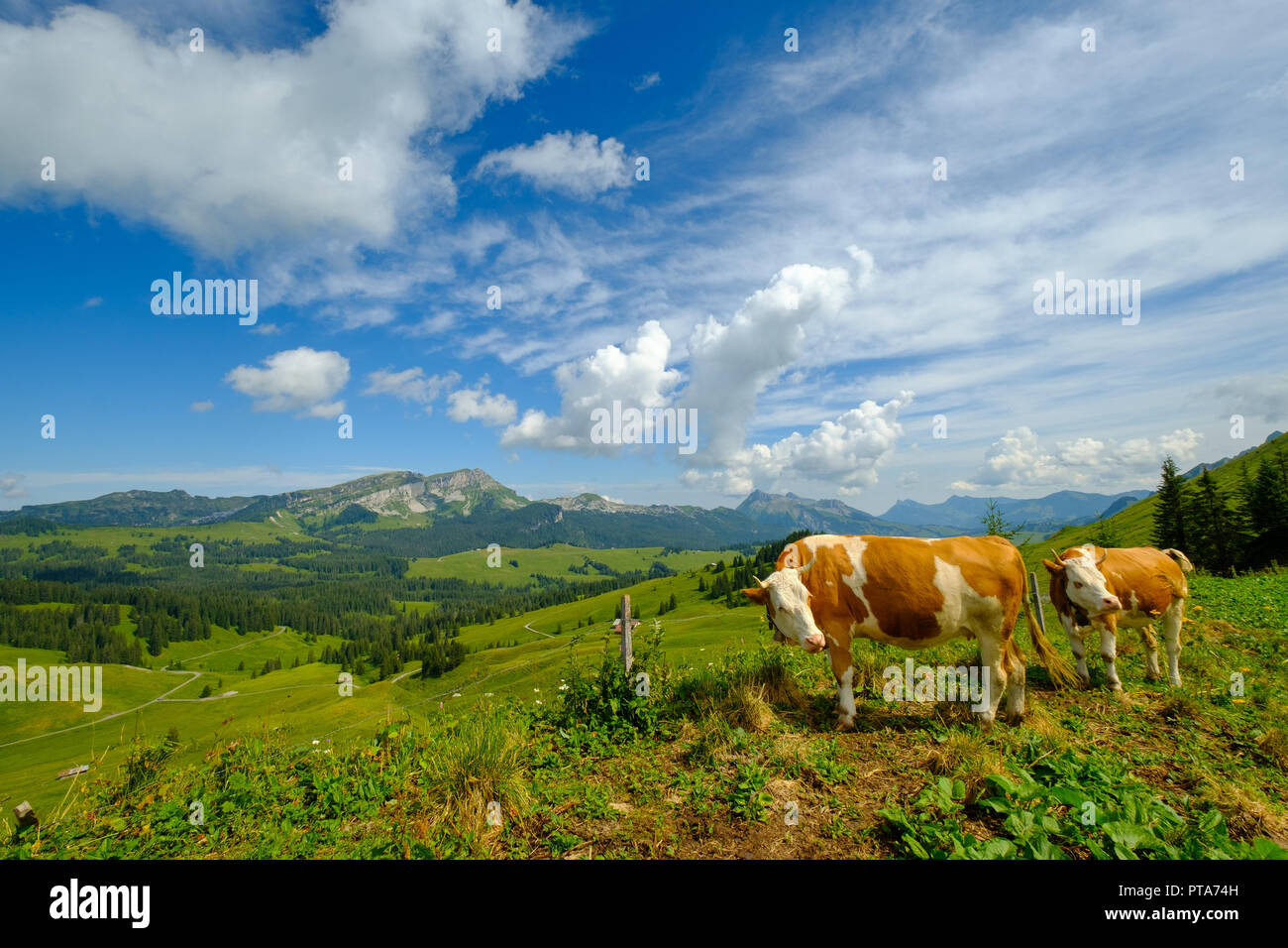Small herd of cows graze in the Alpine meadow Stock Photo - Alamy