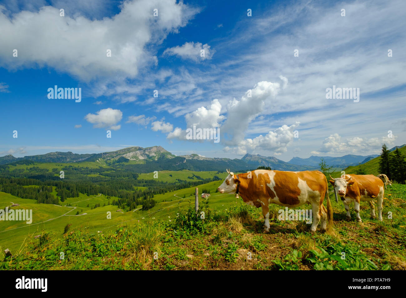 Small herd of cows graze in the Alpine meadow Stock Photo - Alamy