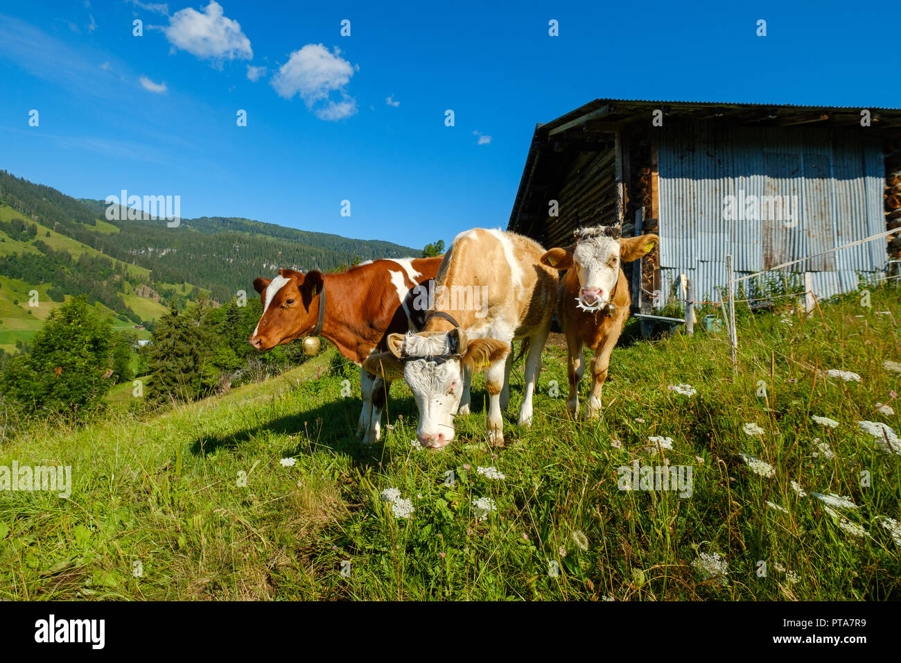 Small herd of cows graze in the Alpine meadow Stock Photo - Alamy