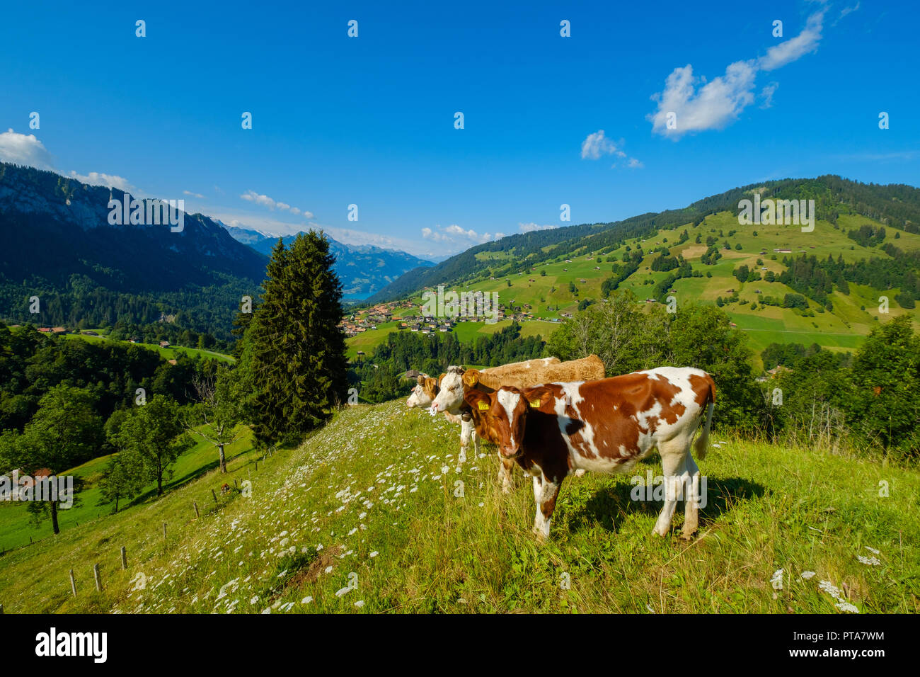 Small herd of cows graze in the Alpine meadow Stock Photo - Alamy