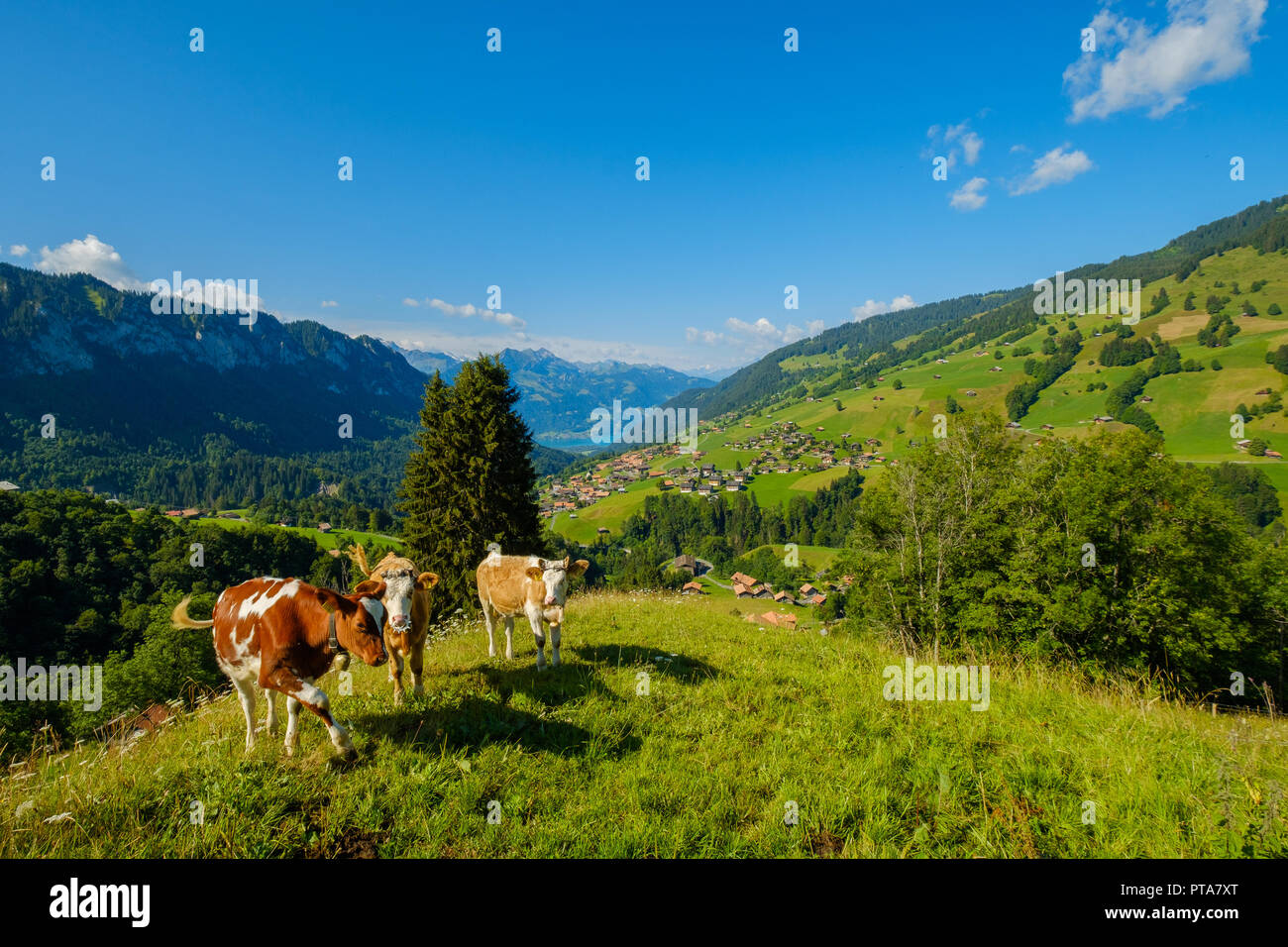 Small herd of cows graze in the Alpine meadow Stock Photo - Alamy