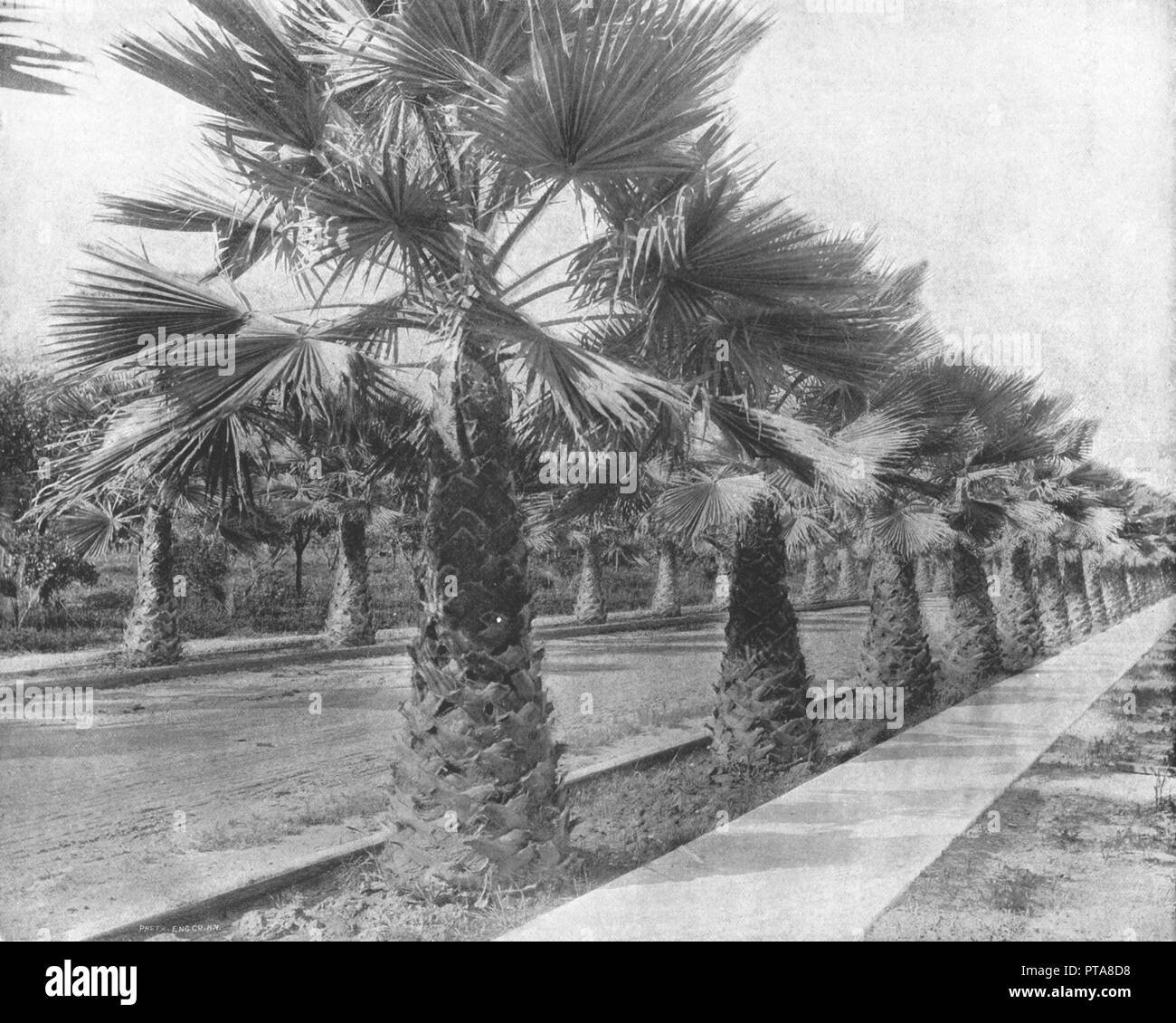 A Palm Avenue in Los Angeles, California, USA, c1900.  Creator: Unknown. Stock Photo