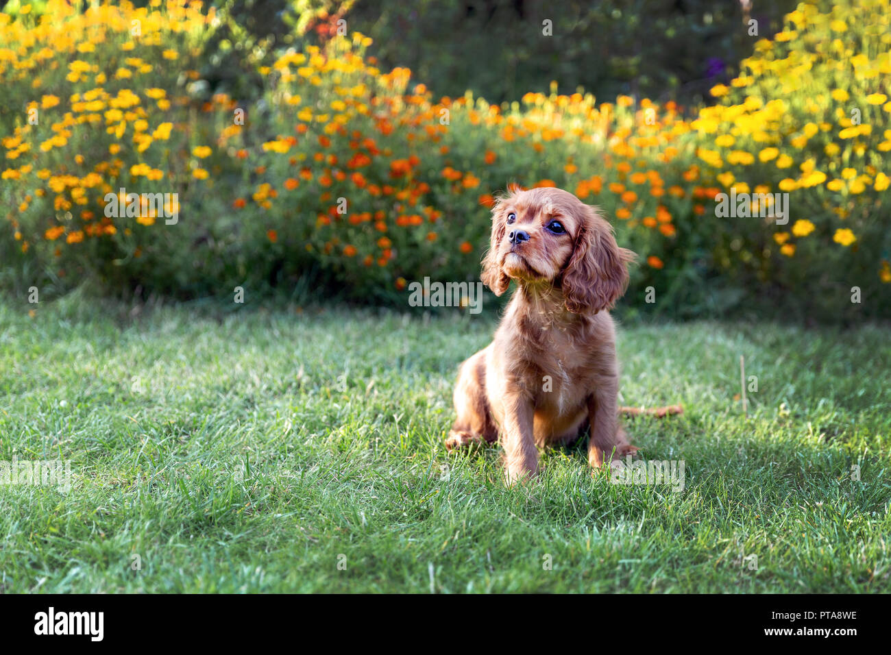 Adorable puppy sitting on the green grass in the garden Stock Photo
