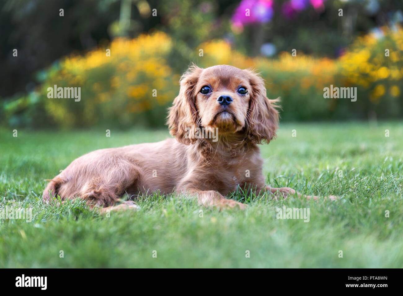 Adorable puppy lying on the green grass in the garden Stock Photo