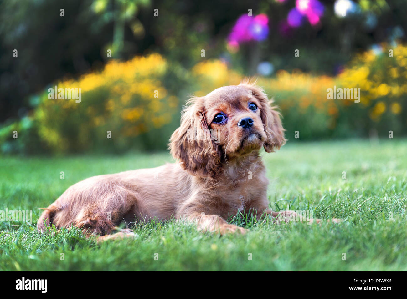 Adorable puppy lying on the green grass in the garden Stock Photo