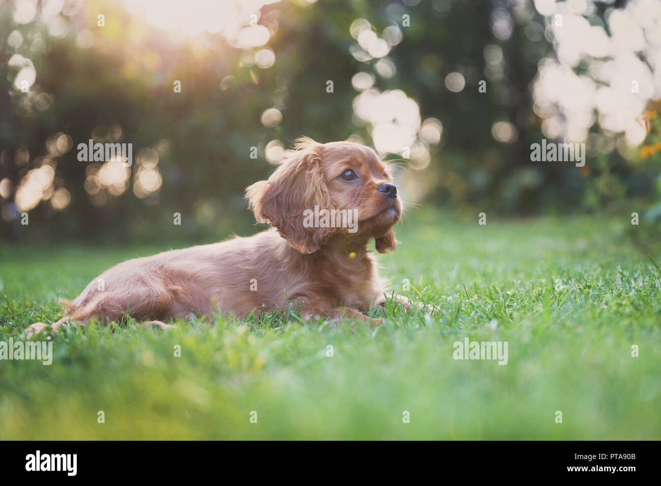 Cute puppy lying on the grass in the sunset light Stock Photo