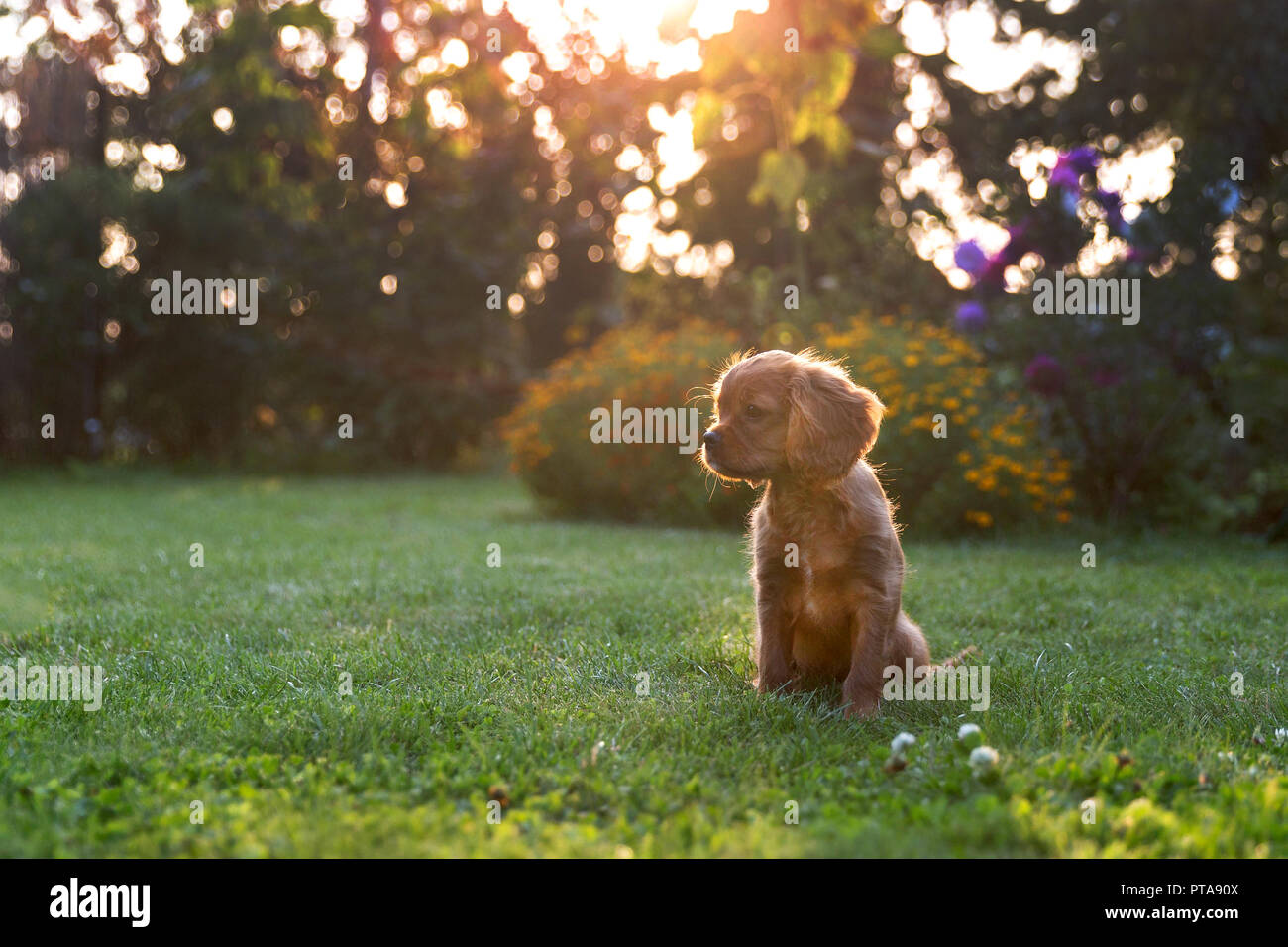 Cute puppy sitting on the grass in the sunset light Stock Photo