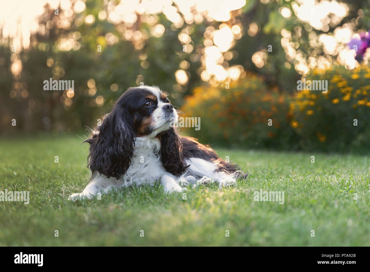 Cute dog lying on the grass in sunset light Stock Photo