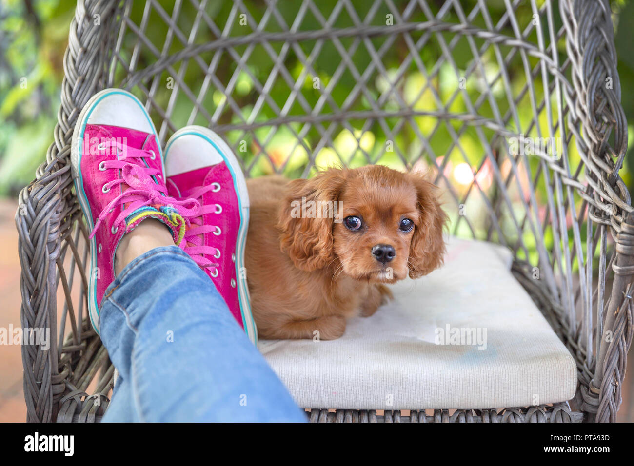 Afternoon relax with dog and legs on the chair Stock Photo