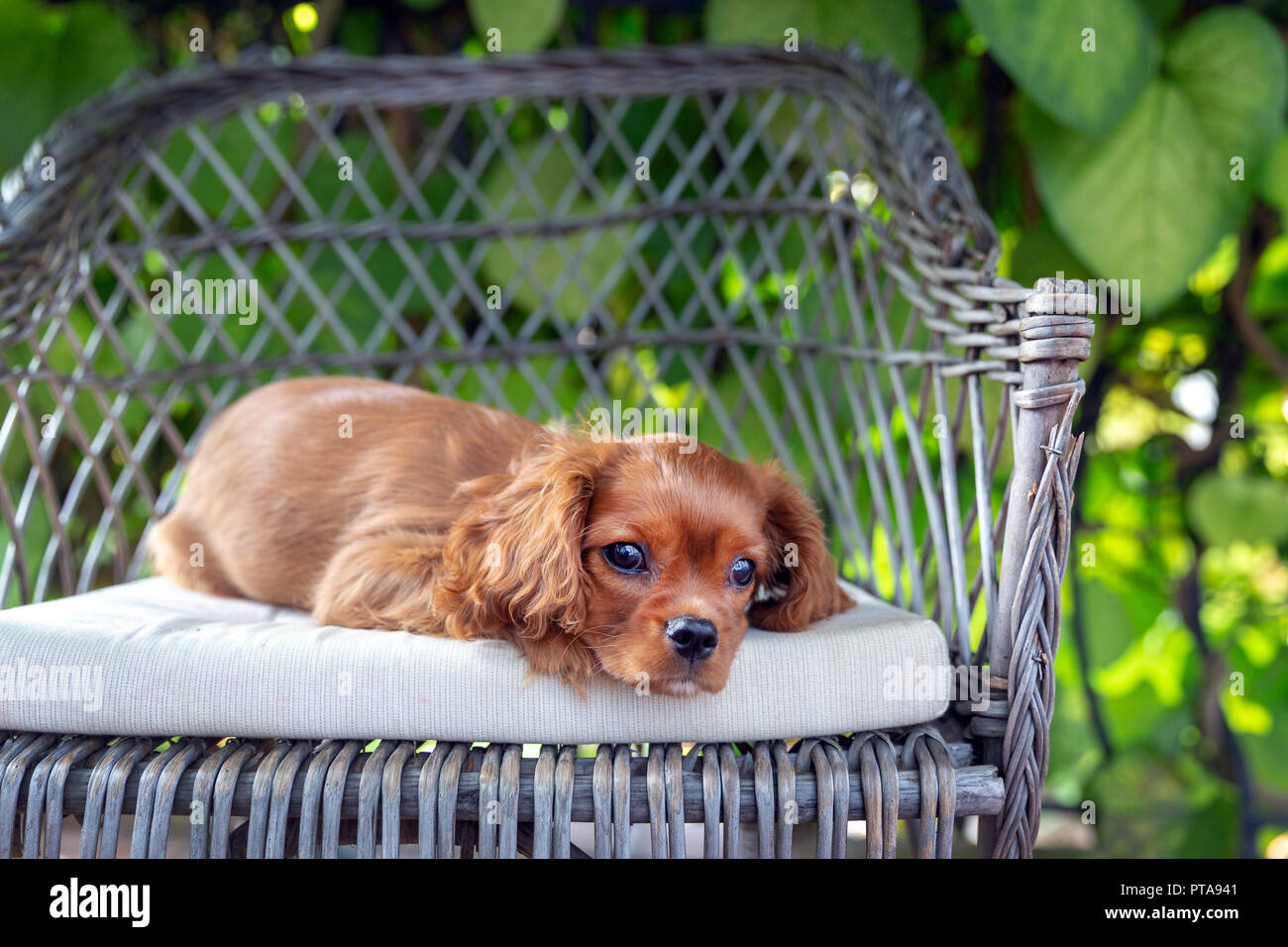 Cute puppy napping on the chair in the garden Stock Photo