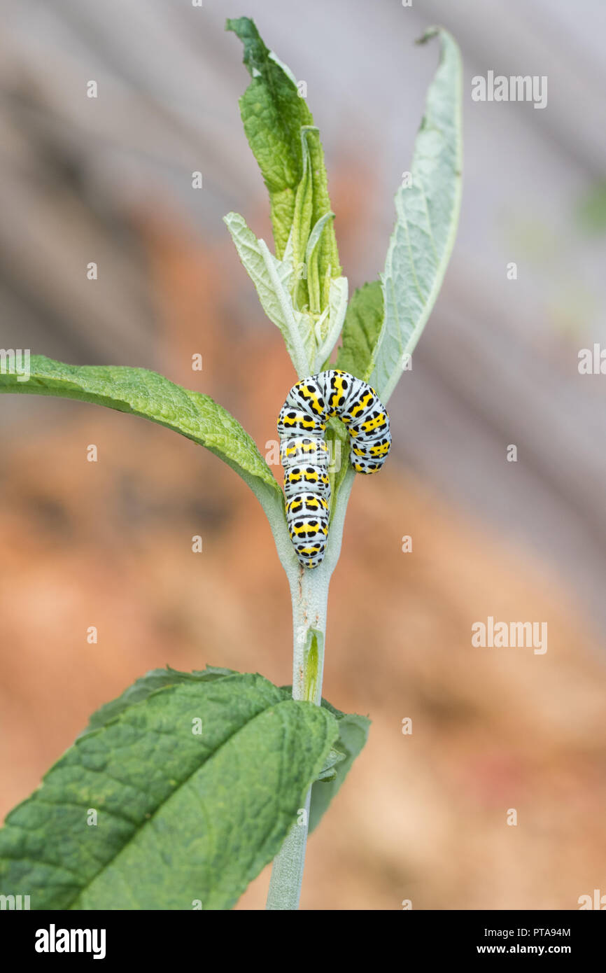 Mullein Moth Caterpillar Cucullia Verbasci On A Buddleia Plant Stock 