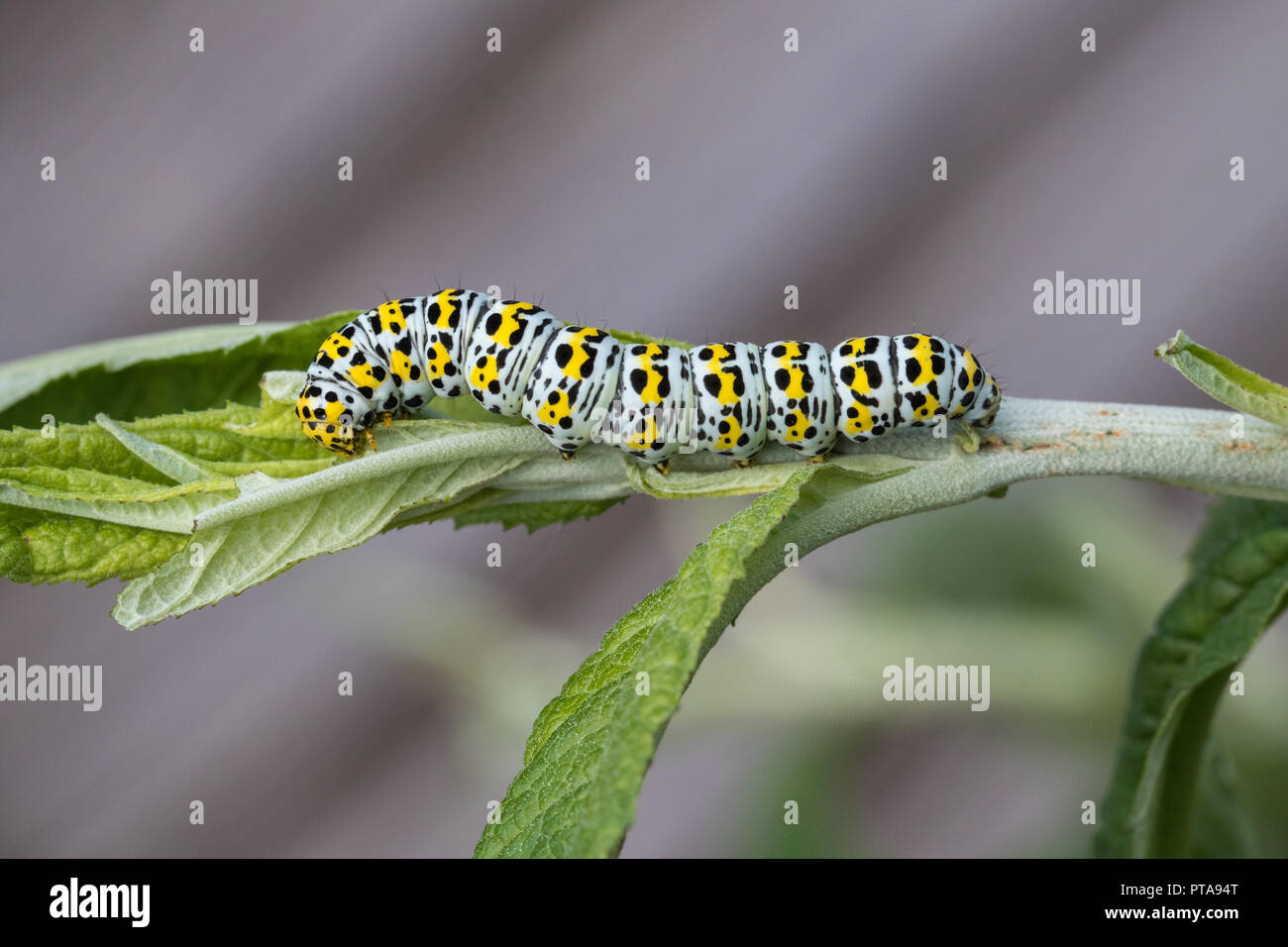 Mullein moth caterpillar (Cucullia verbasci) on a buddleia plant Stock Photo