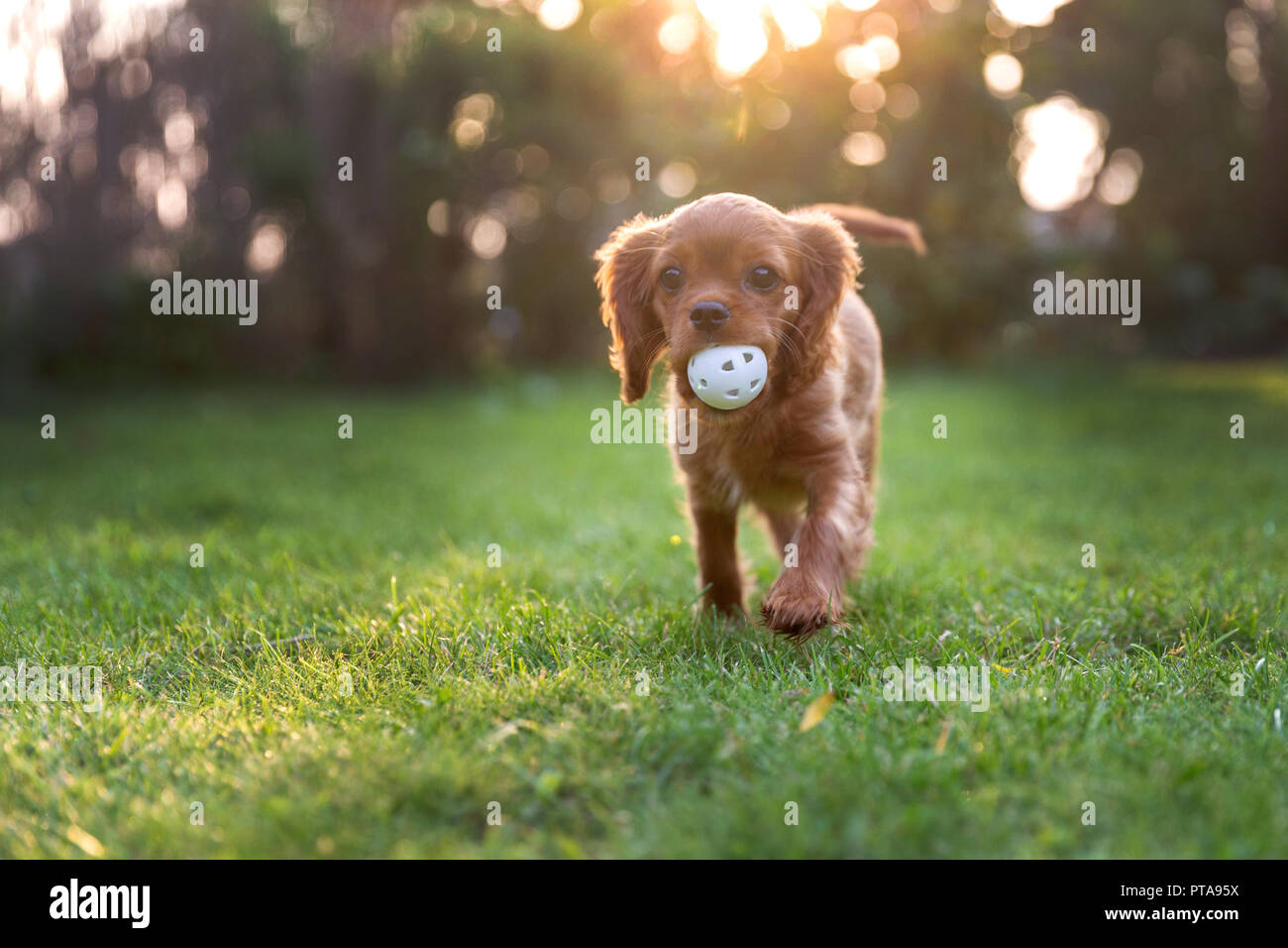 Happy puppy playing with ball in sunset light Stock Photo