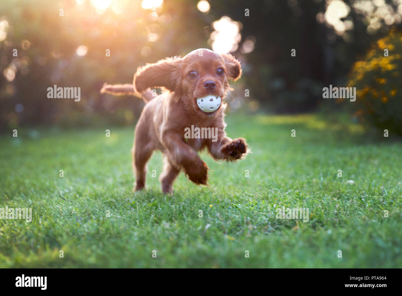 Happy puppy playing with ball in sunset light Stock Photo