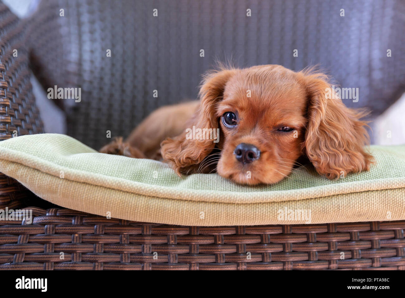 Cute puppy lying on the garden chair Stock Photo