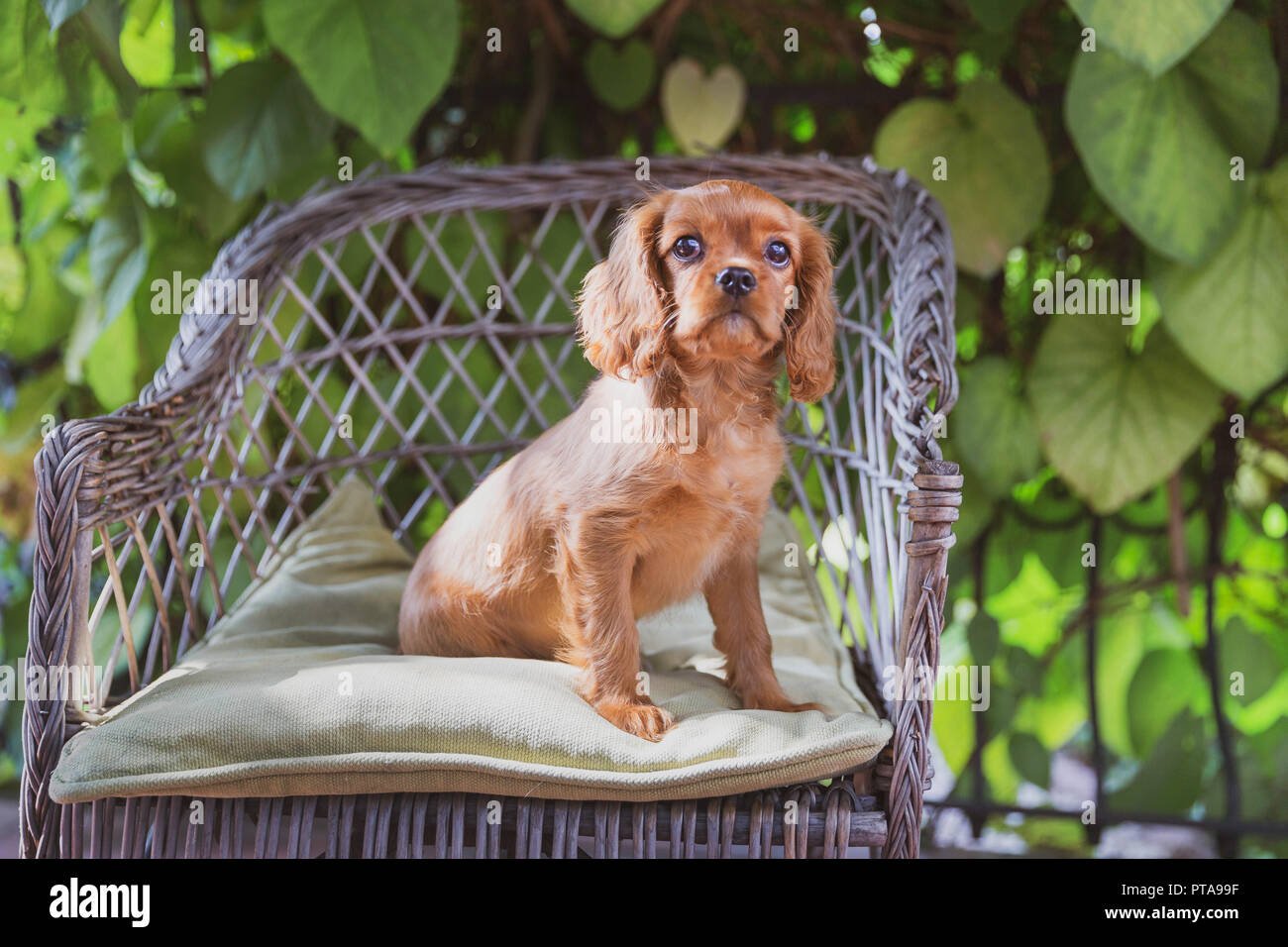 Cute puppy sitting on the chair in the garden Stock Photo