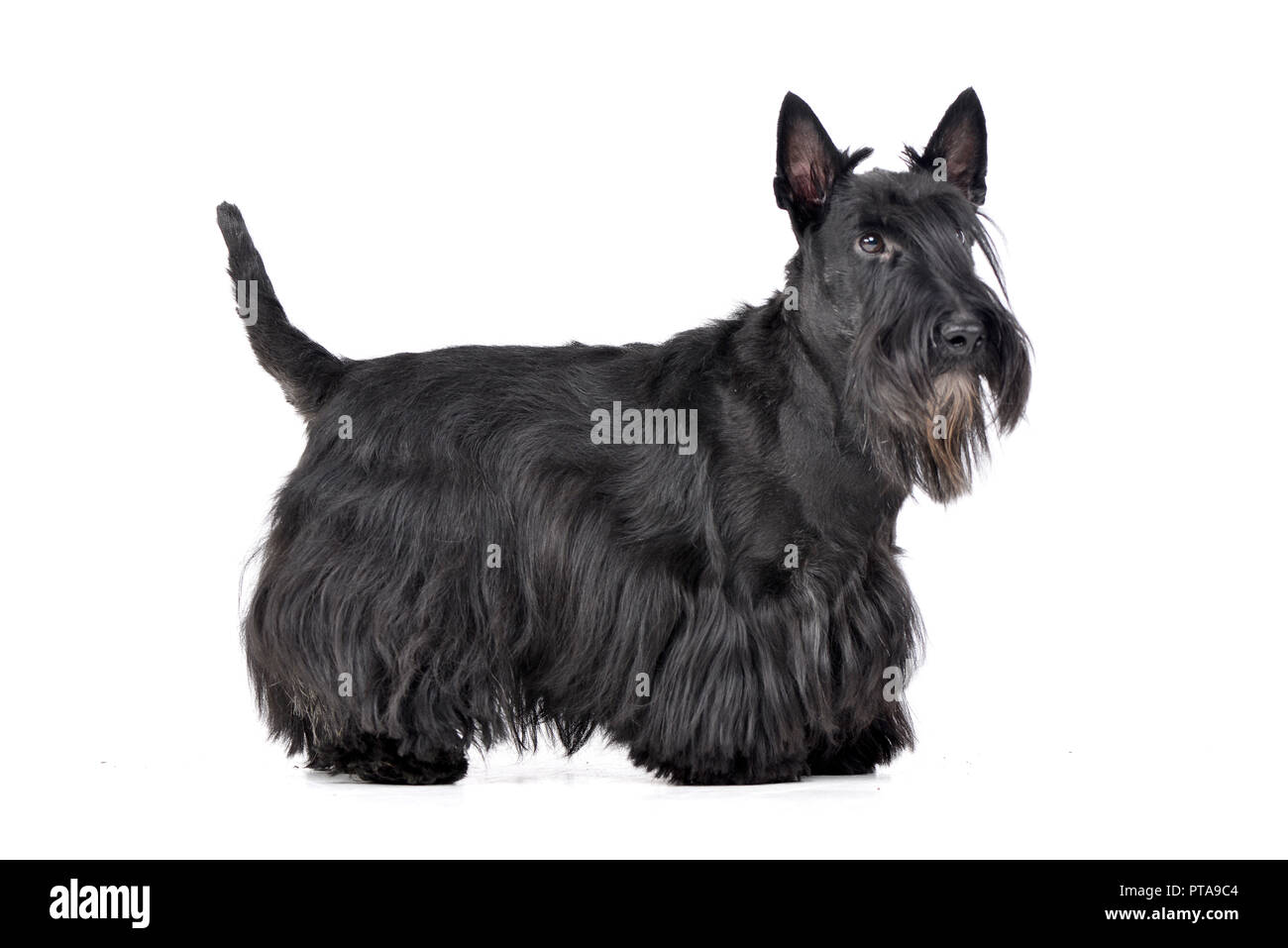 Studio shot of an adorable Scottish terrier standing on white background. Stock Photo
