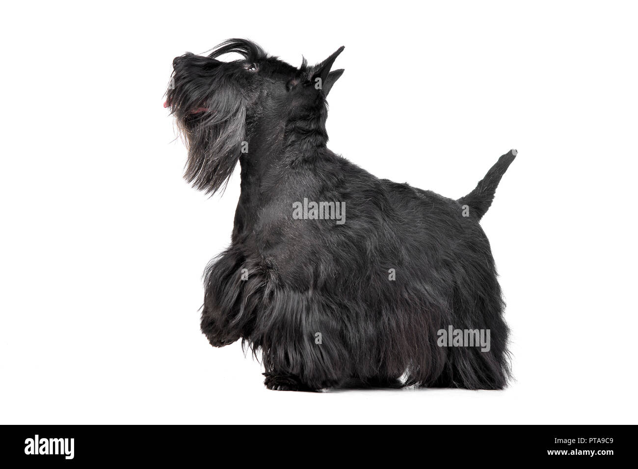 Studio shot of an adorable Scottish terrier standing on white background. Stock Photo