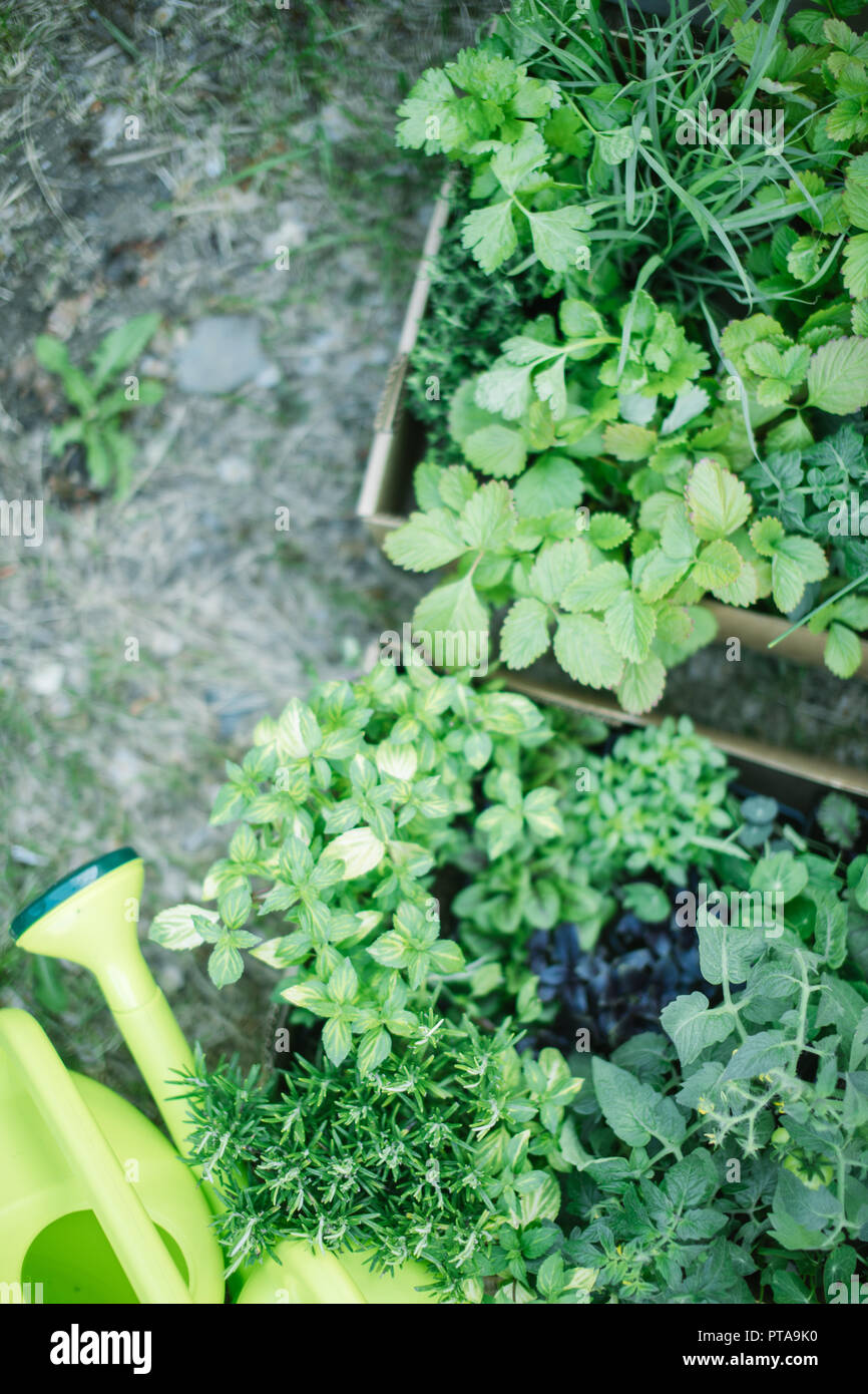 Herbs and other organic produce ready to be planted in an urban garden