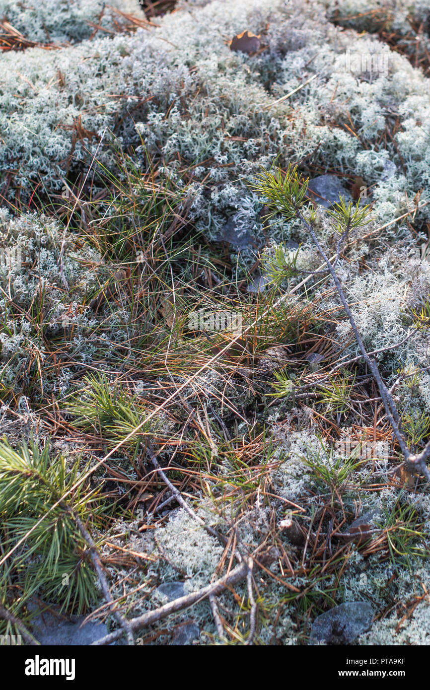 Moss and lichen in a wild forest in Finland Stock Photo