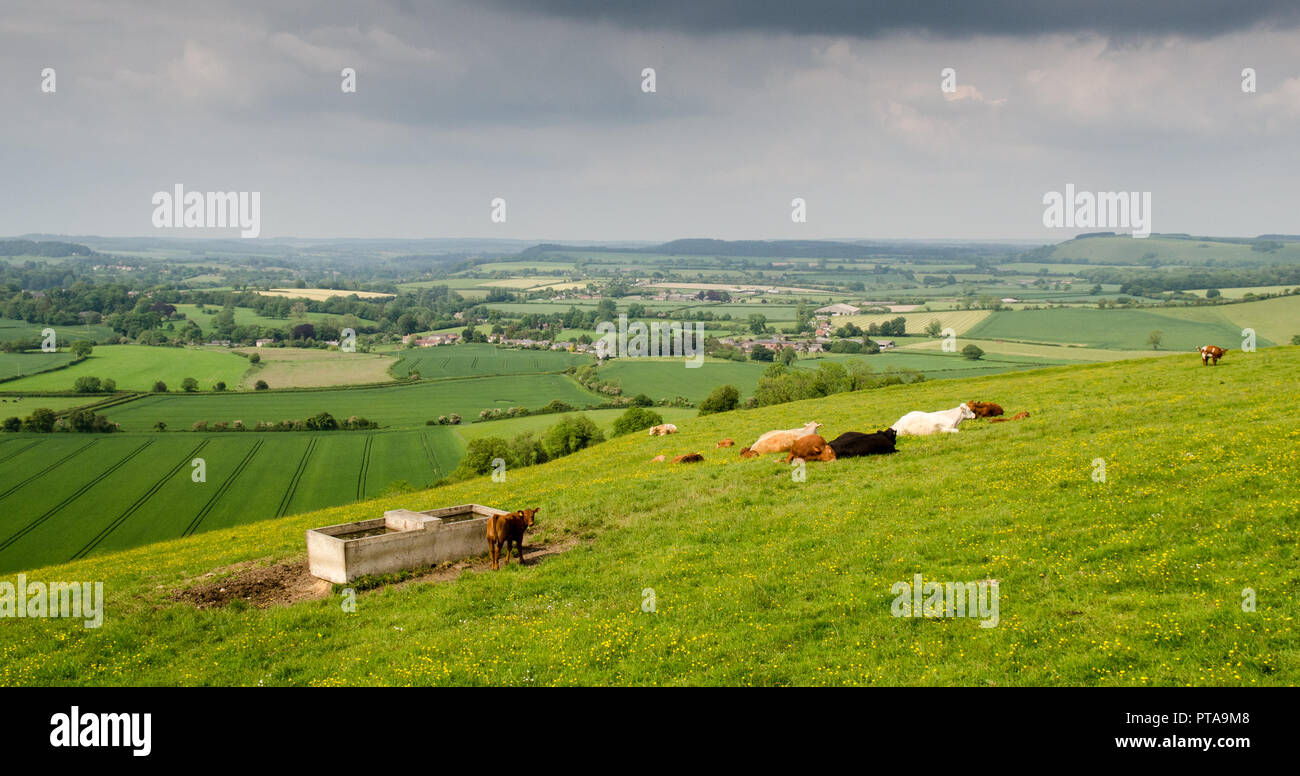 Cows rest in pasture fields on the slopes of Cranborne Chase chalk hills overlooking the dairy farming landscape of the Vale of Wardour in south west  Stock Photo