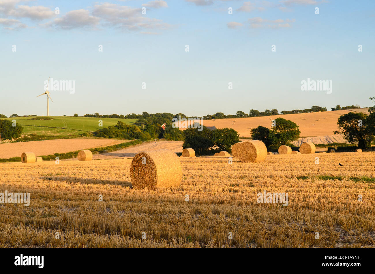 Fields of freshly harvested hay bales dry in the sun in fields under