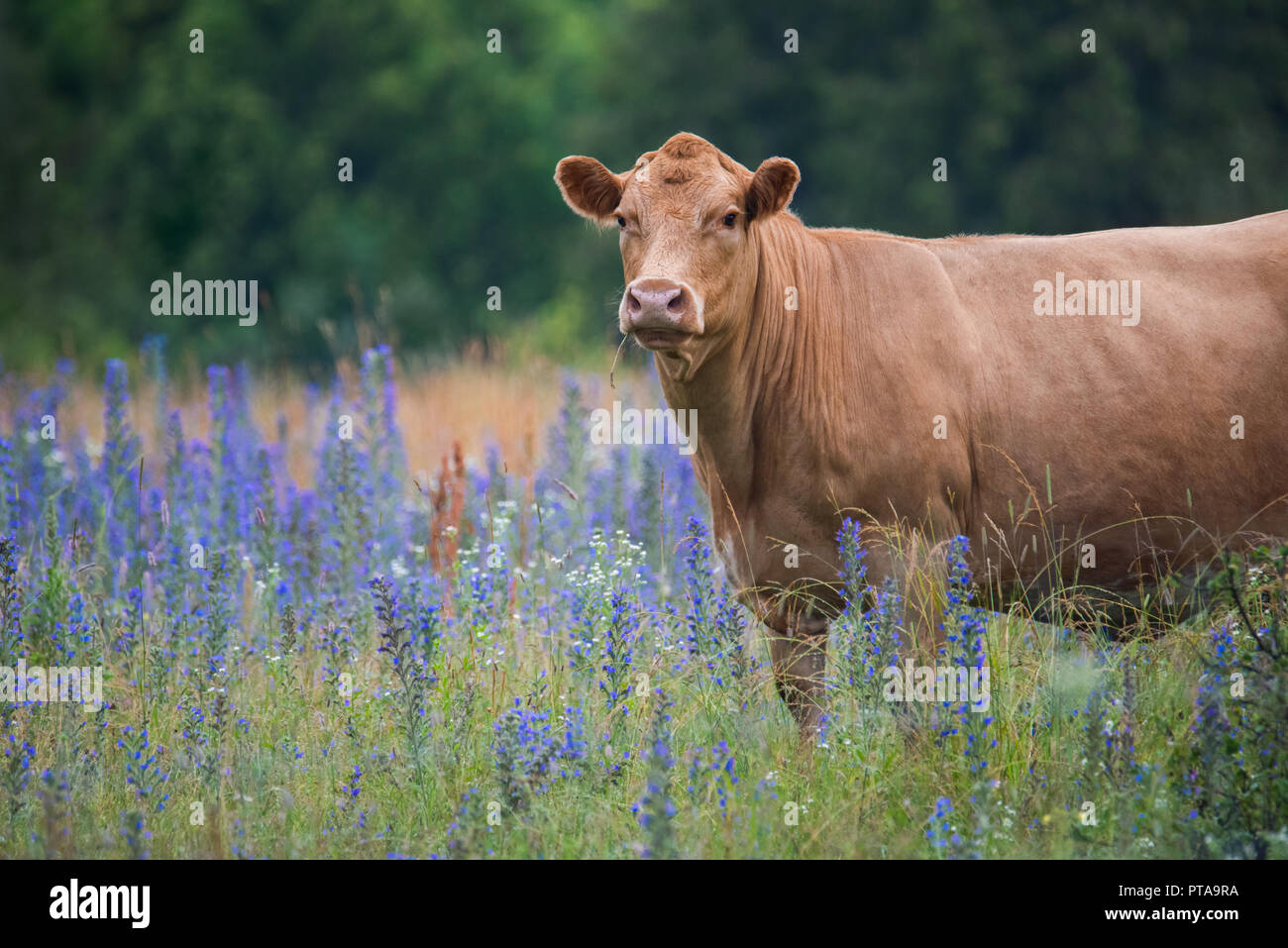 A cow in a field of cow vetch at Carden Alvar Provincial Park in the Kawartha Lakes region of Ontario, Canada. Stock Photo