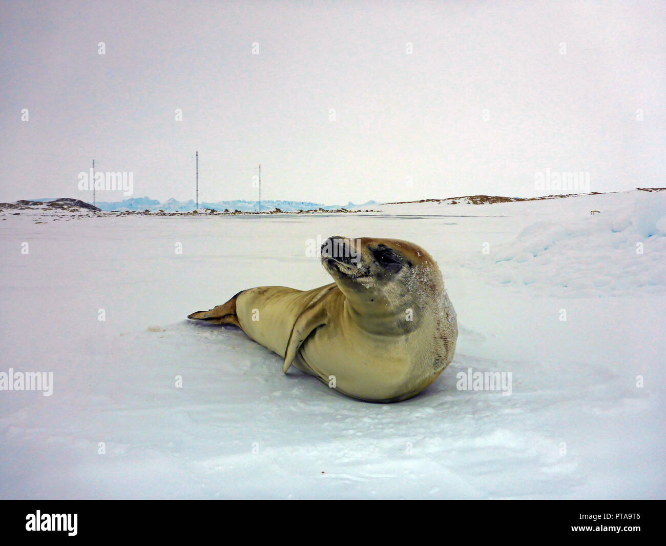 Seal - ringed seal (Pusa hispida), lying in the snow on a sunny day and looking at the camera. Close-up. Antarctic Stock Photo