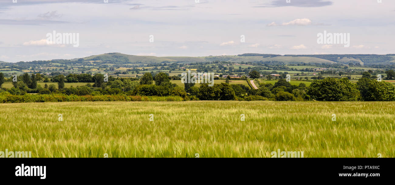 Fields of crops and pasture cover the gently rolling agricultural landscape of the Blackmore Vale in north Dorset, with the chalk hills of Cranborne C Stock Photo