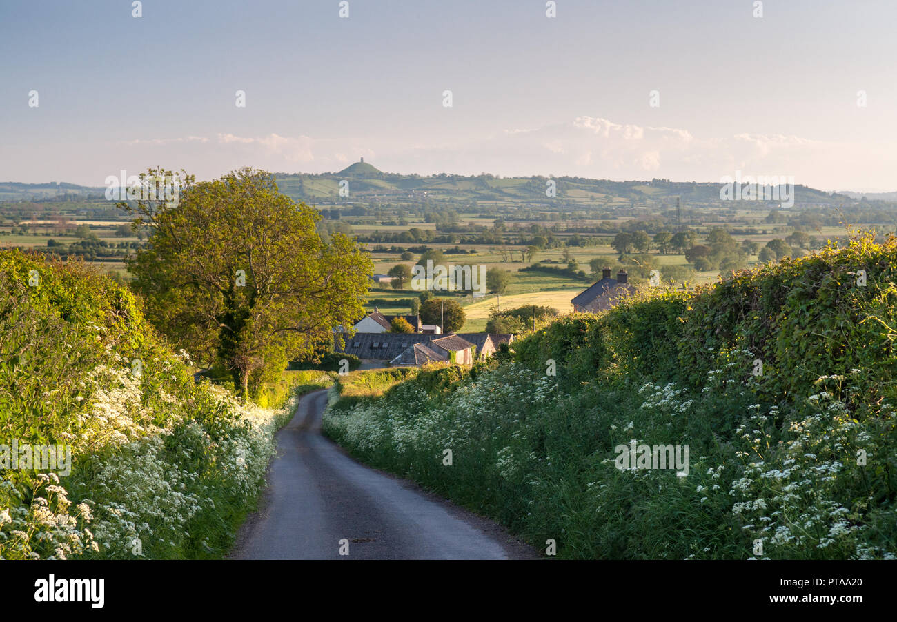 A lane lined with spring verge flowers leads down to the Somerset Levels, with Glastonbury Tor beyond. Stock Photo