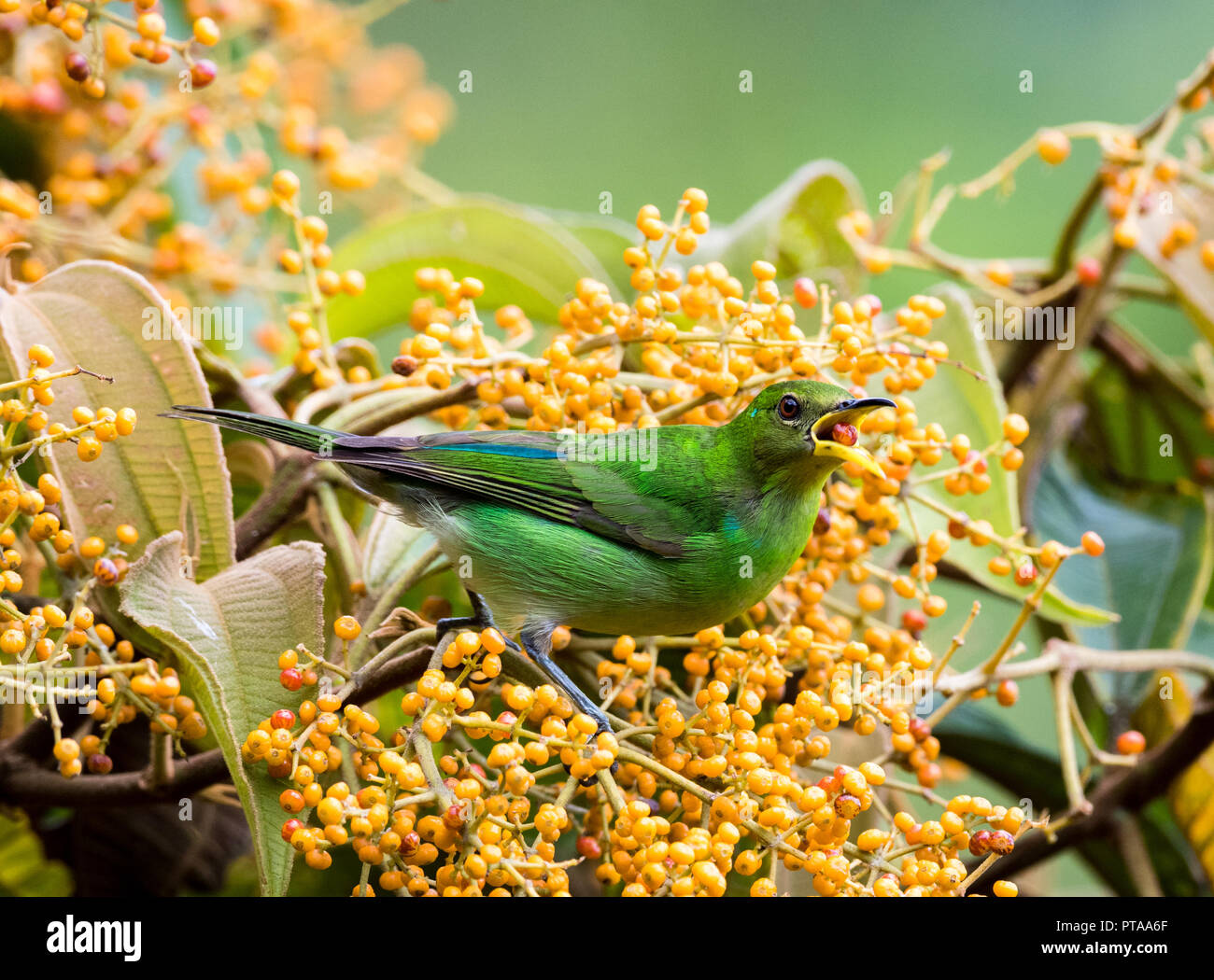Female Green Honeycreeper, Chlorophanes spiza, eating an orange berry from a Miconia tree in the rainforest of Trinidad. Stock Photo