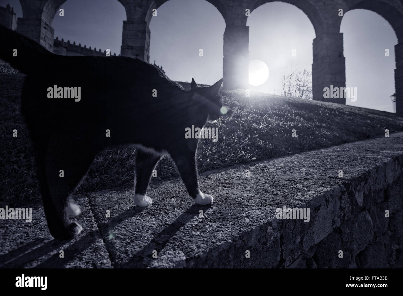 Black cat passing on a wall next to a medieval area of the old Europe