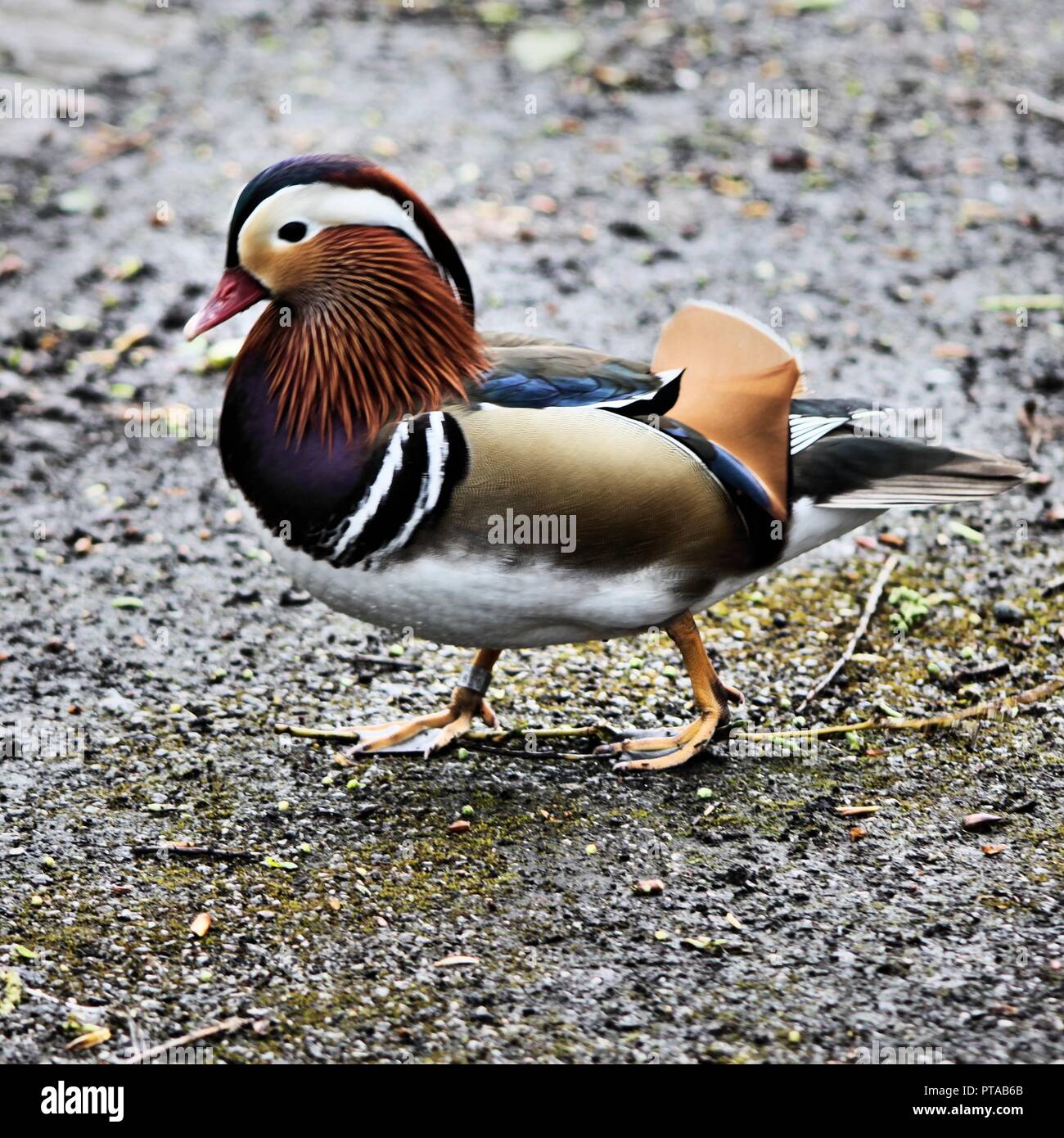 A view of a Manderin Duck Stock Photo