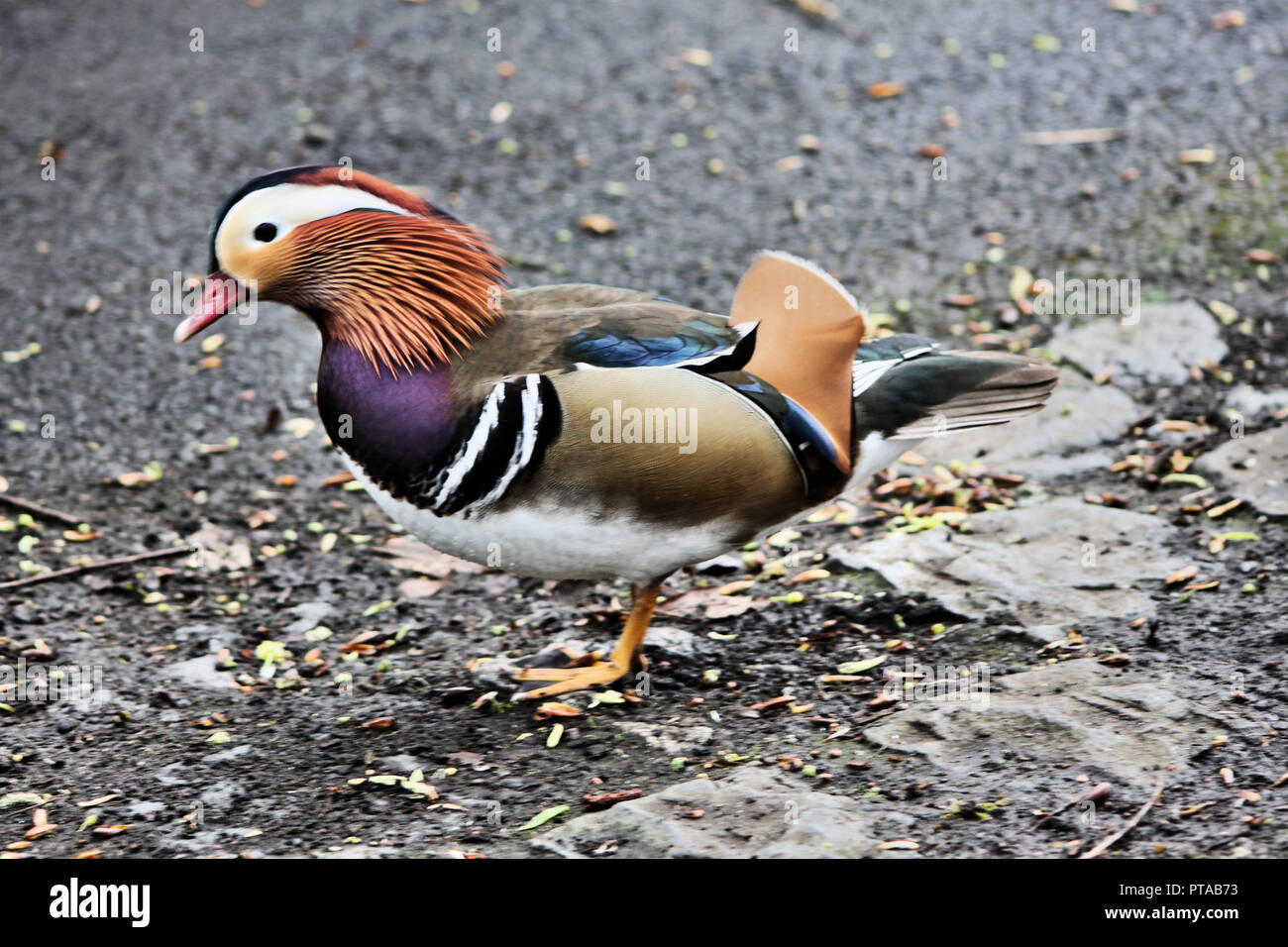 A view of a Manderin Duck Stock Photo