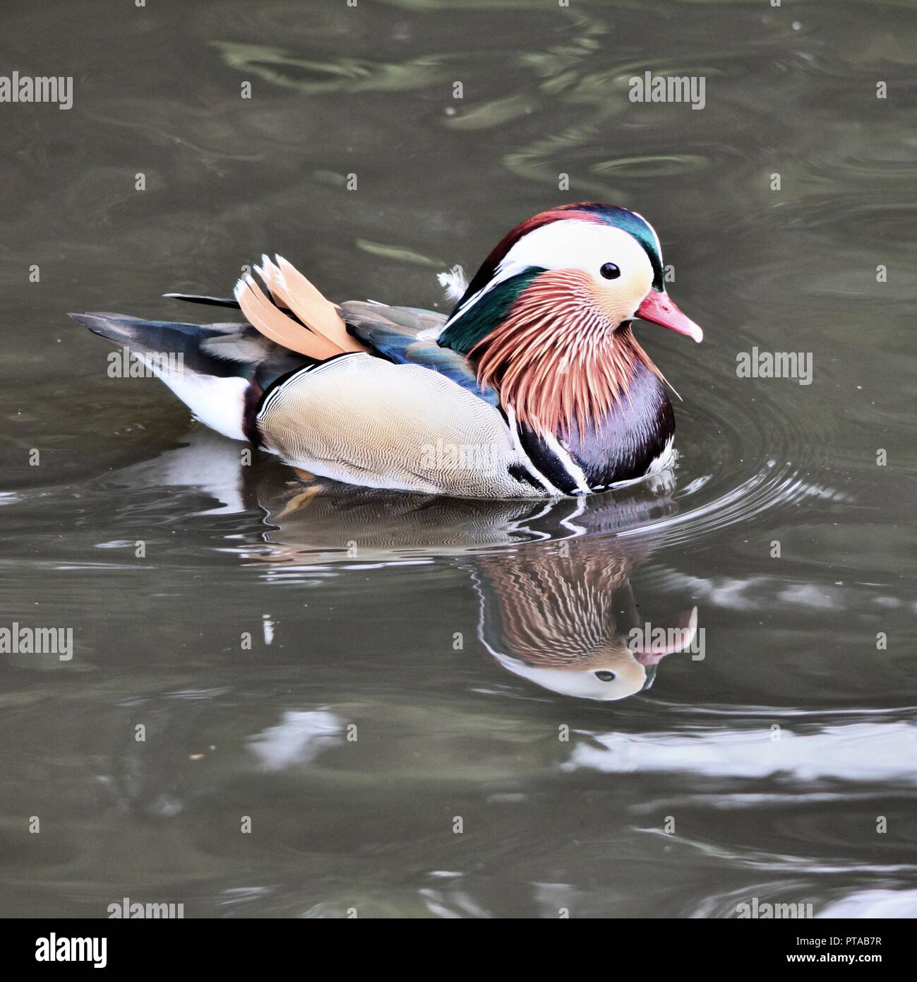 A view of a Manderin Duck Stock Photo