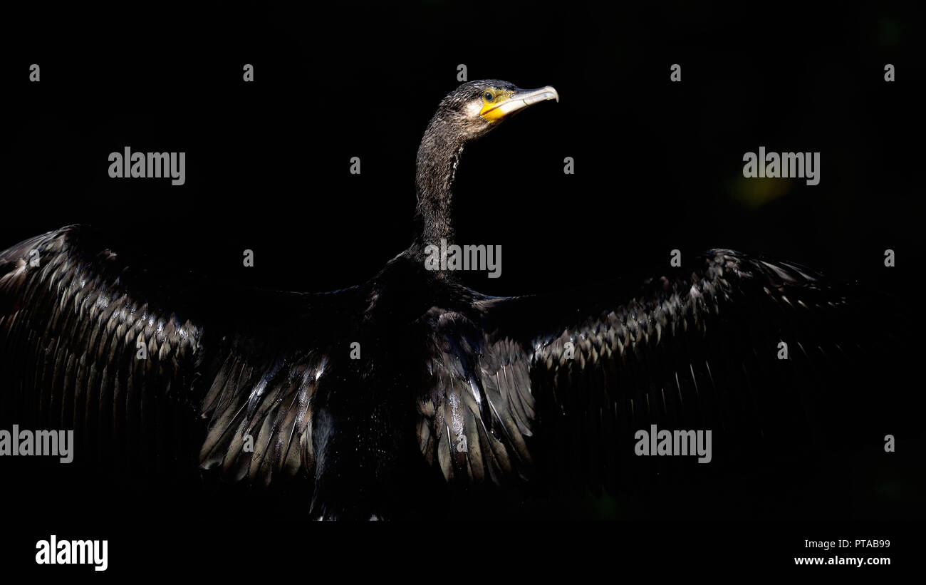 A cormorant is drying his wings (Germany). Ein Kormoran seine