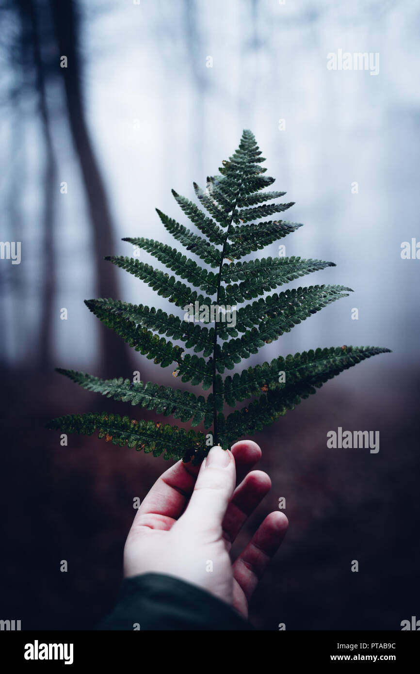 Man holding Ferns in the Hand, Portrait Stock Photo