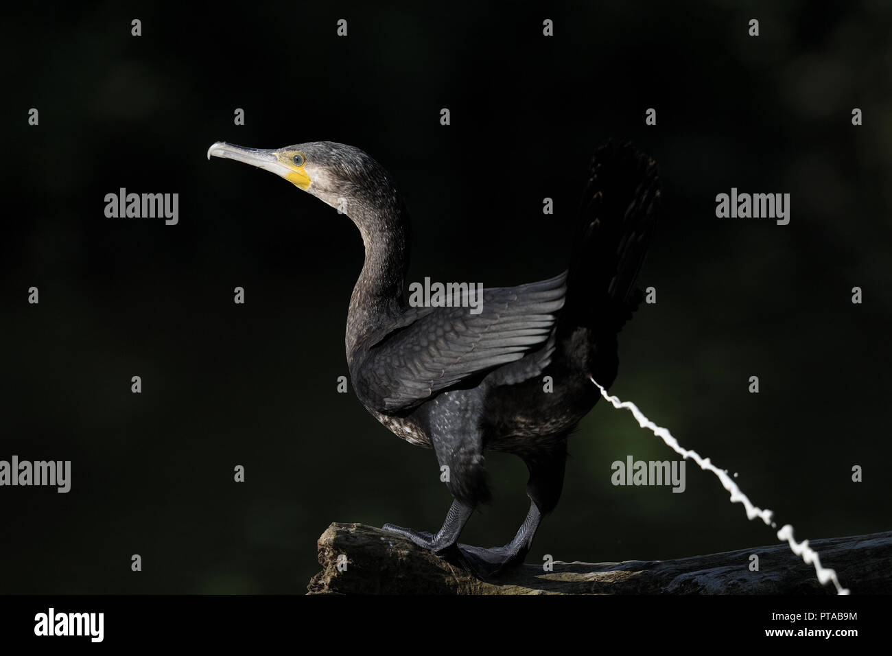A cormorant relieves oneself (Germany). Ein Kormoran erleichtert sich (Deutschland). Stock Photo