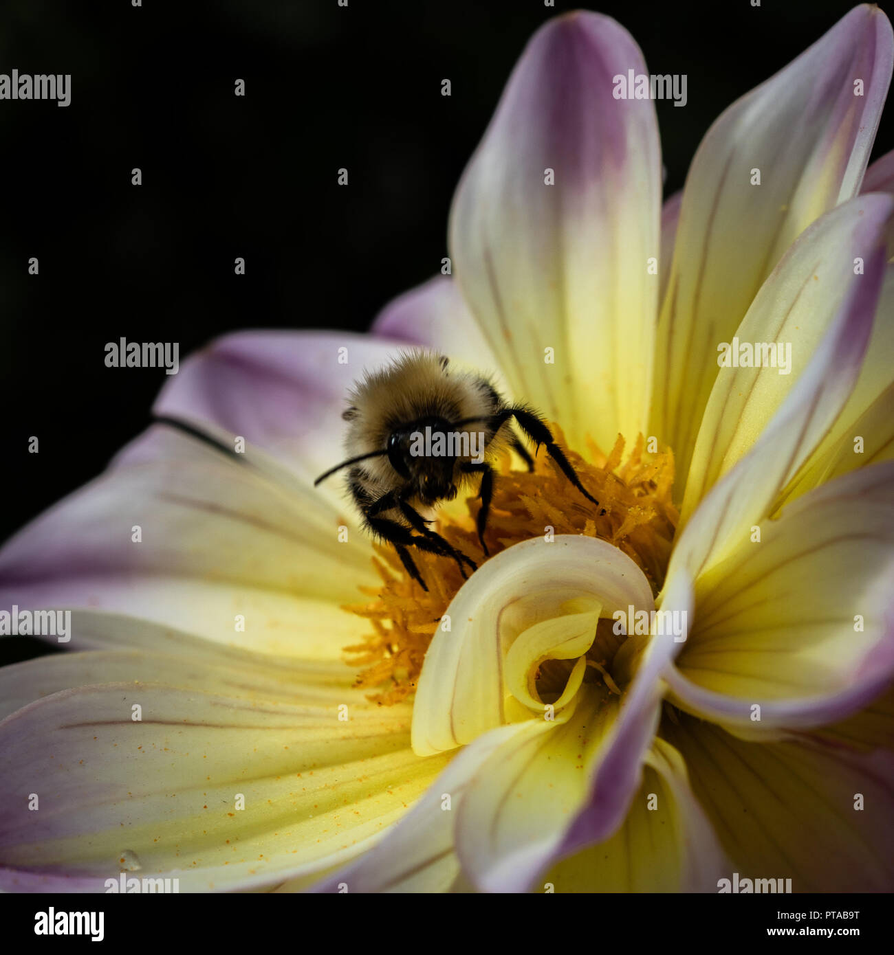 Honey Bee and Beautiful Dahlia Stock Photo