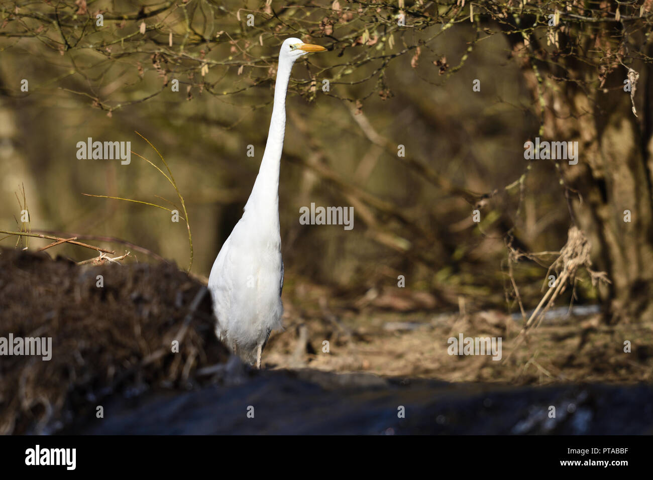 A great white egret is watching the environment with a long stretched neck (Germany). Ein Silberreiher beobachtet mit gestrecktem Hals die Umgebung. Stock Photo