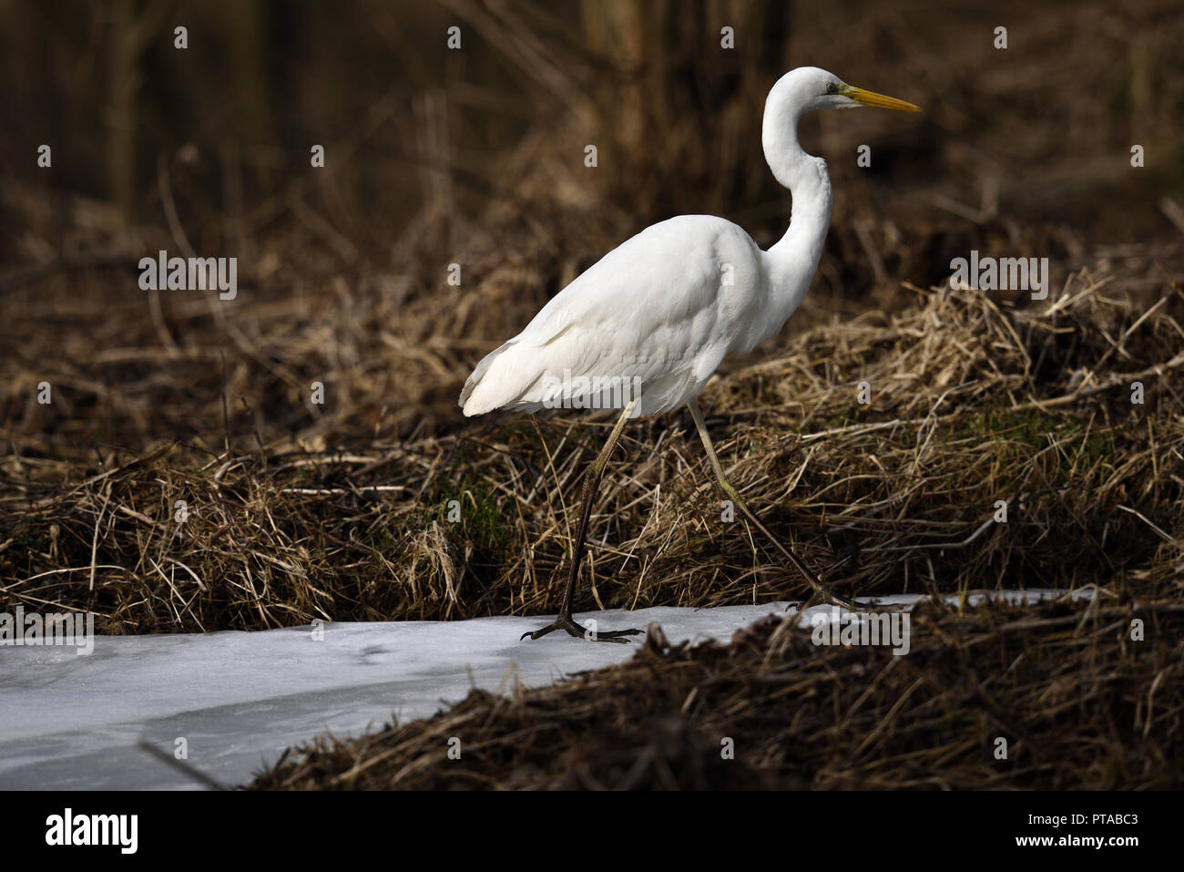 A great white egret is stepping away on ice (Germany). Ein Silberreiher schreitet auf Eis davon (Deutschland). Stock Photo